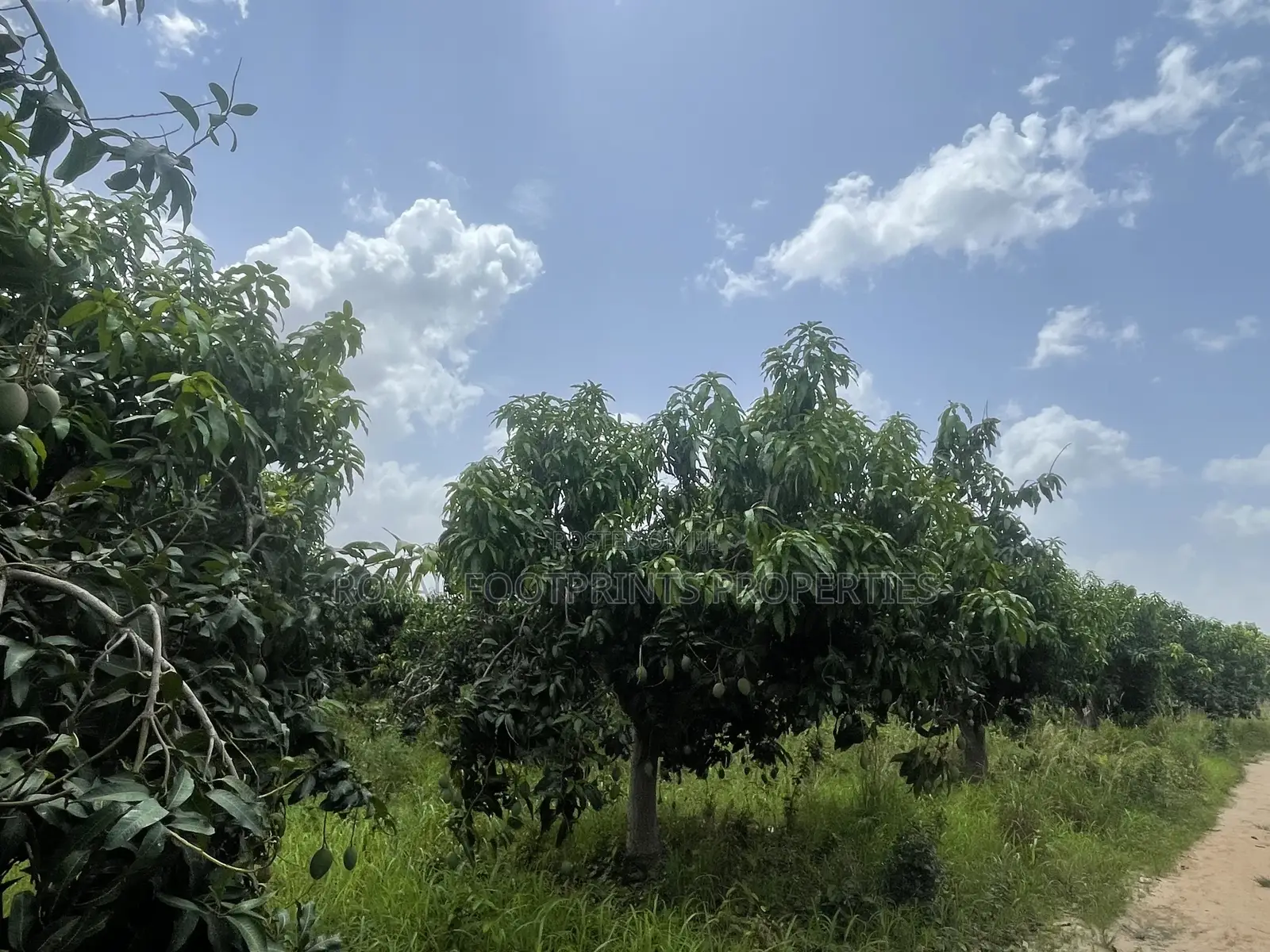 5 Acres of a Titled Land Up for Sale in Dodowa