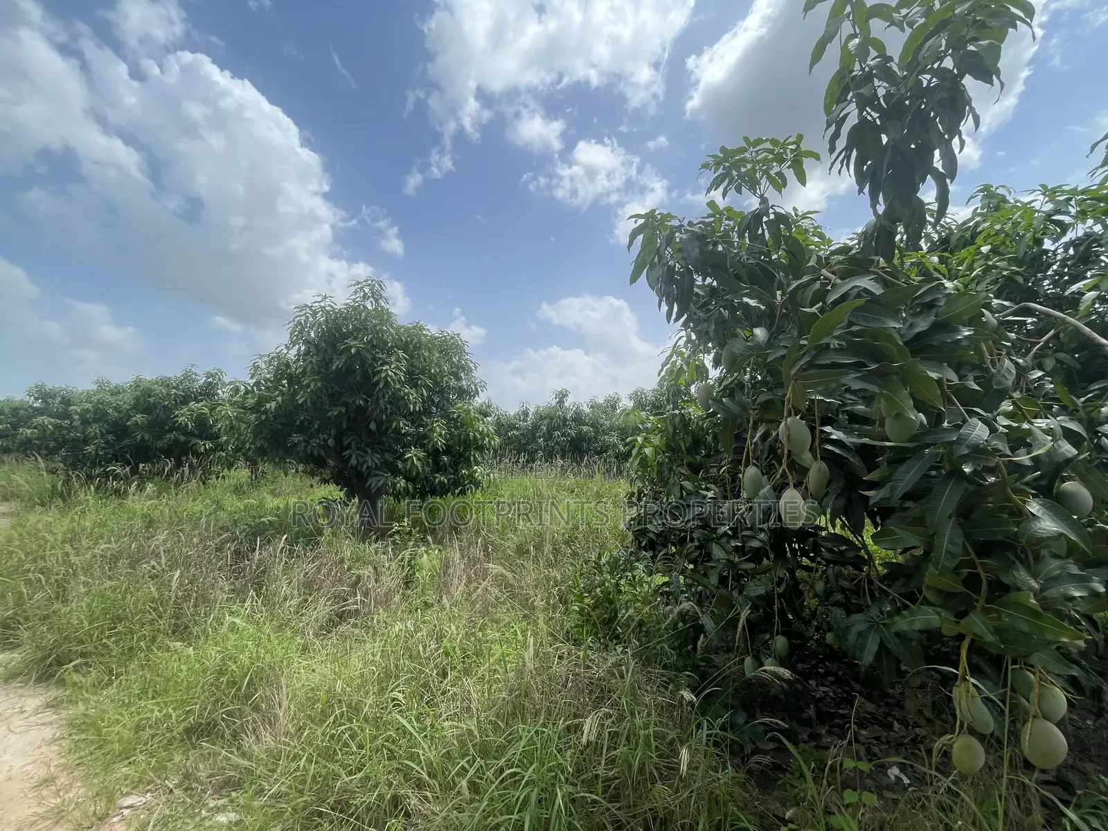 5 Acres of a Titled Land Up for Sale in Dodowa