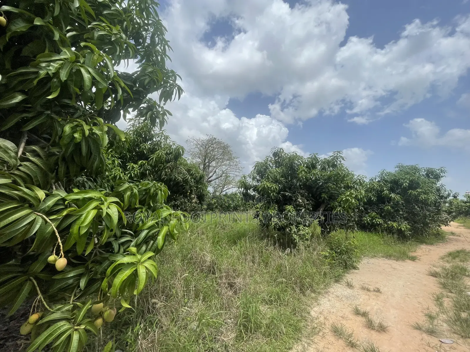 5 Acres of a Titled Land Up for Sale in Dodowa
