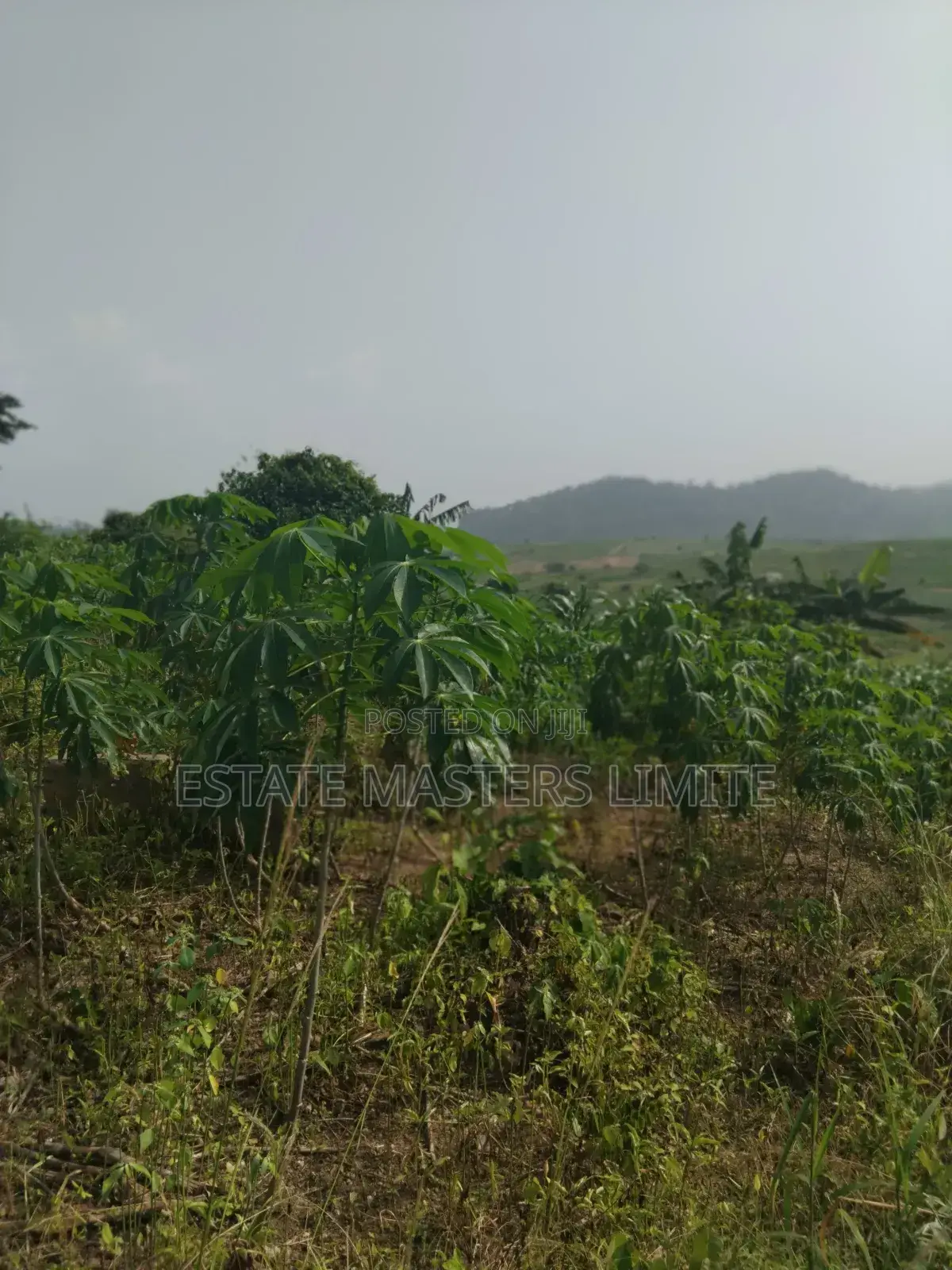 Buy a Big Land and Well Demacated at Dominase in Gomoa East