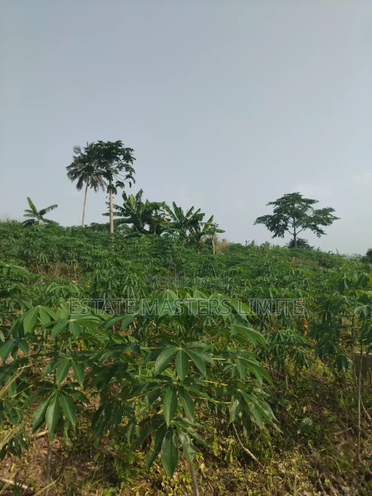 Buy a Big Land and Well Demacated at Dominase in Gomoa East