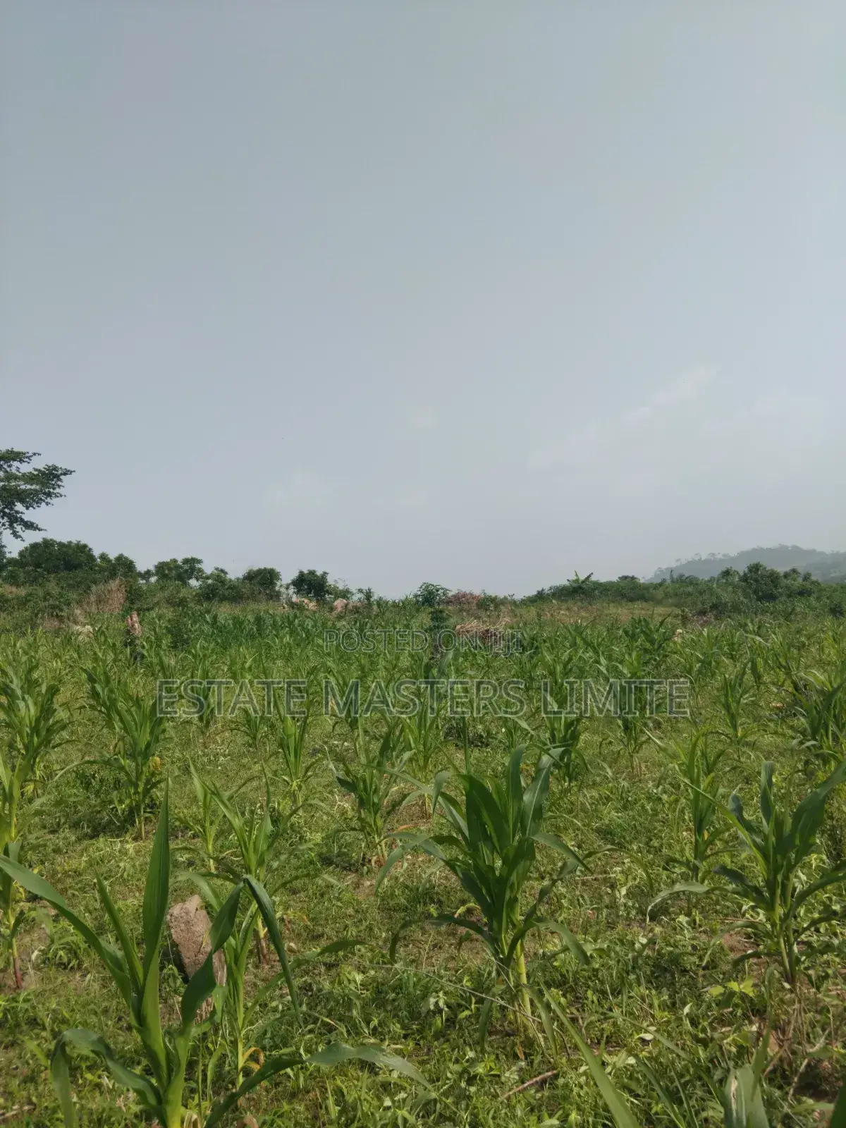 Land Is a Basic Need Buy a Plots of Land at Dominase in Gomoa East