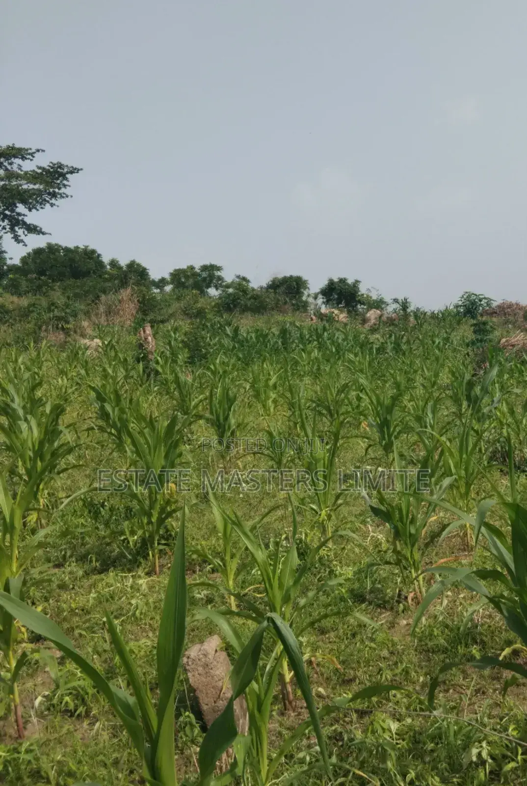 Half Plots of Land Available for Sale at Dominase in Gomoa East