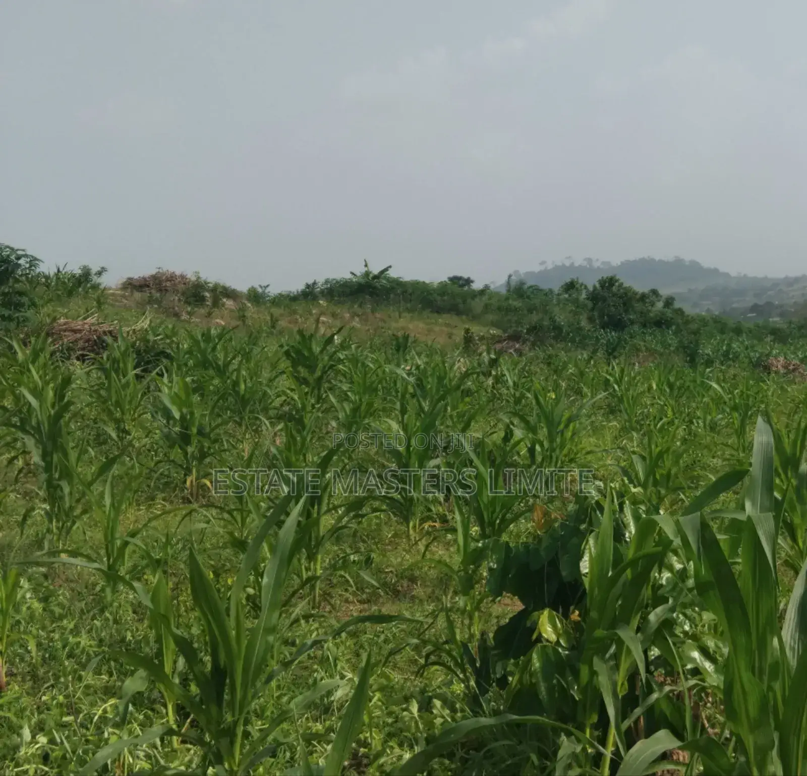 Half Plots of Land Available for Sale at Dominase in Gomoa East
