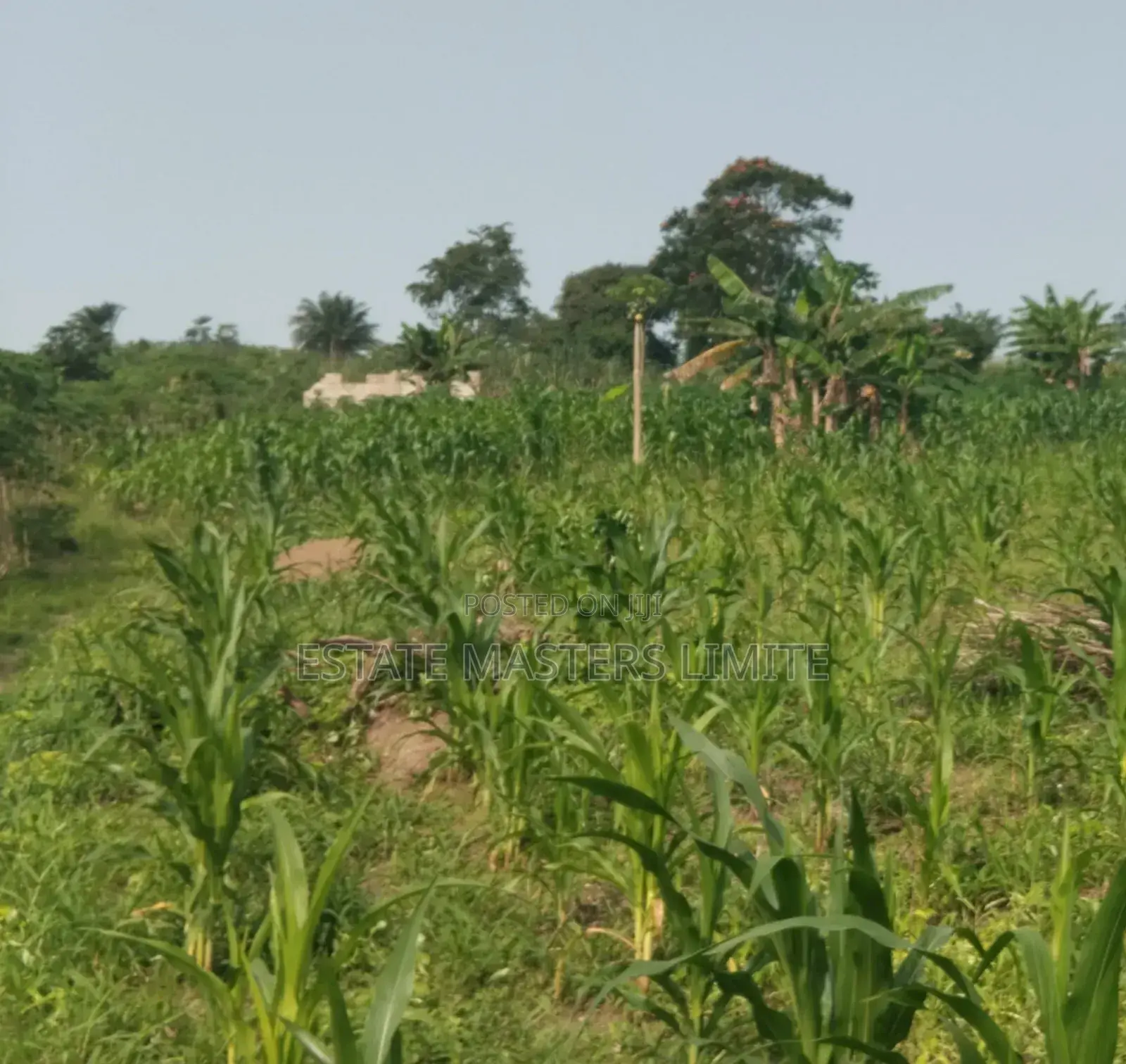 Special One and Half Plots for Sale in Gomoa East