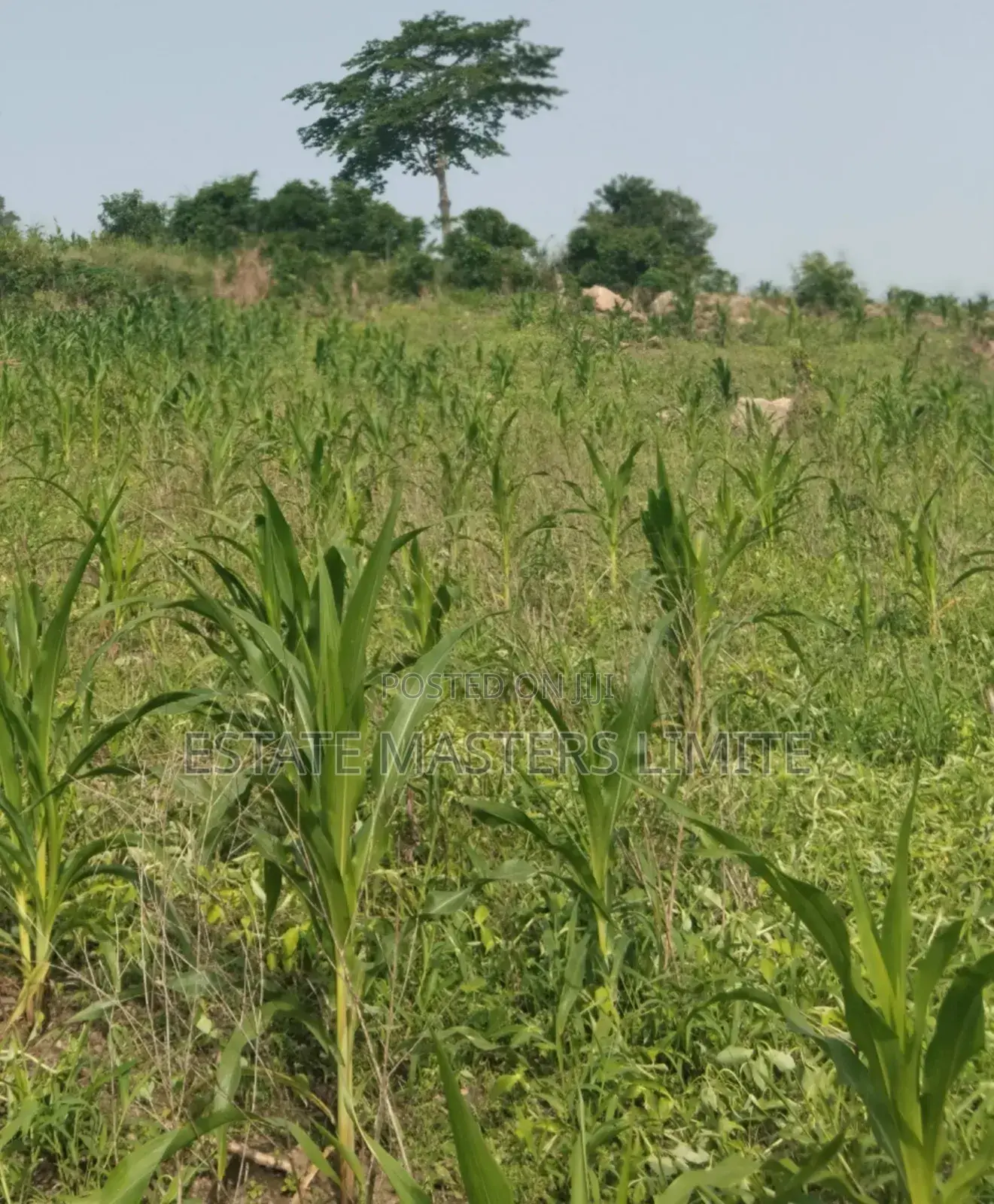 Special One and Half Plots for Sale in Gomoa East
