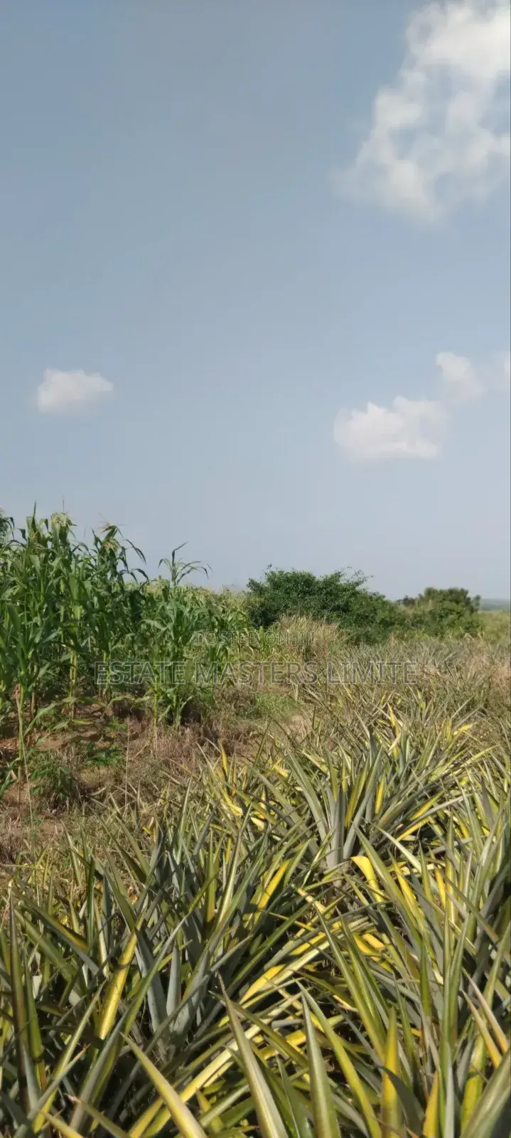 Serviced Plots of Lands for Sale in Gomoa East