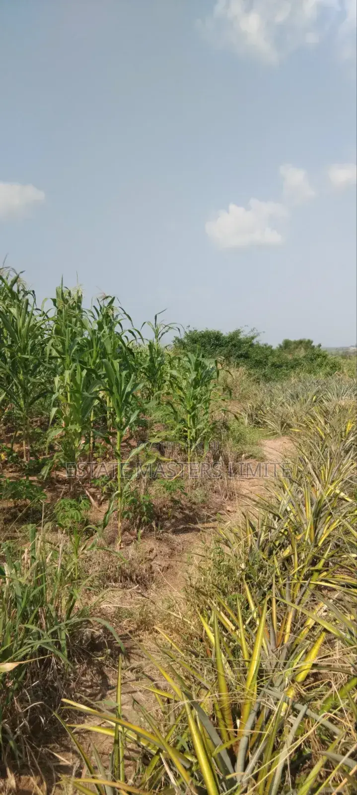 1 and Half Serviced Plots for Sale in Gomoa East