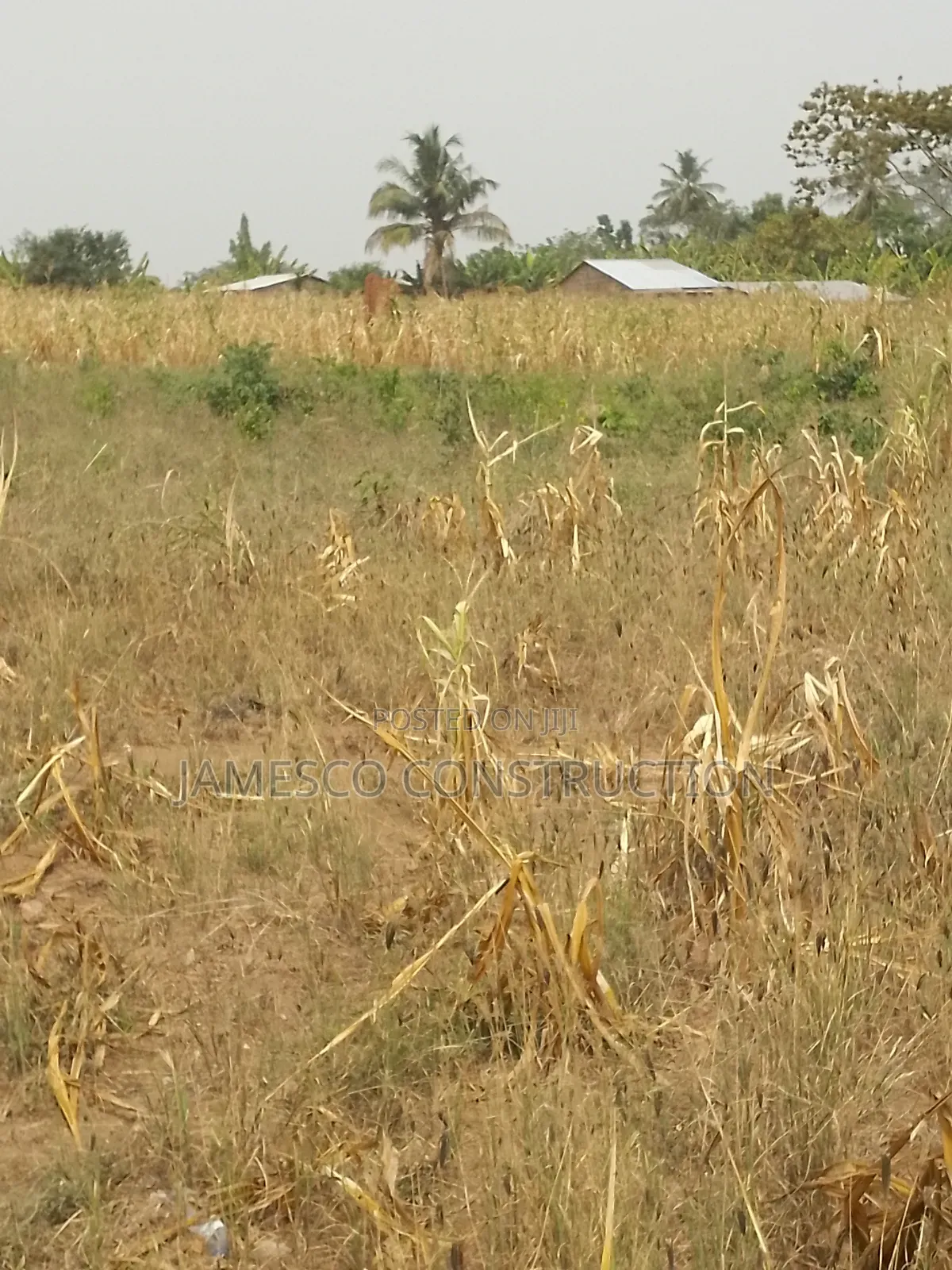Farmland for Sale in Ayensuano