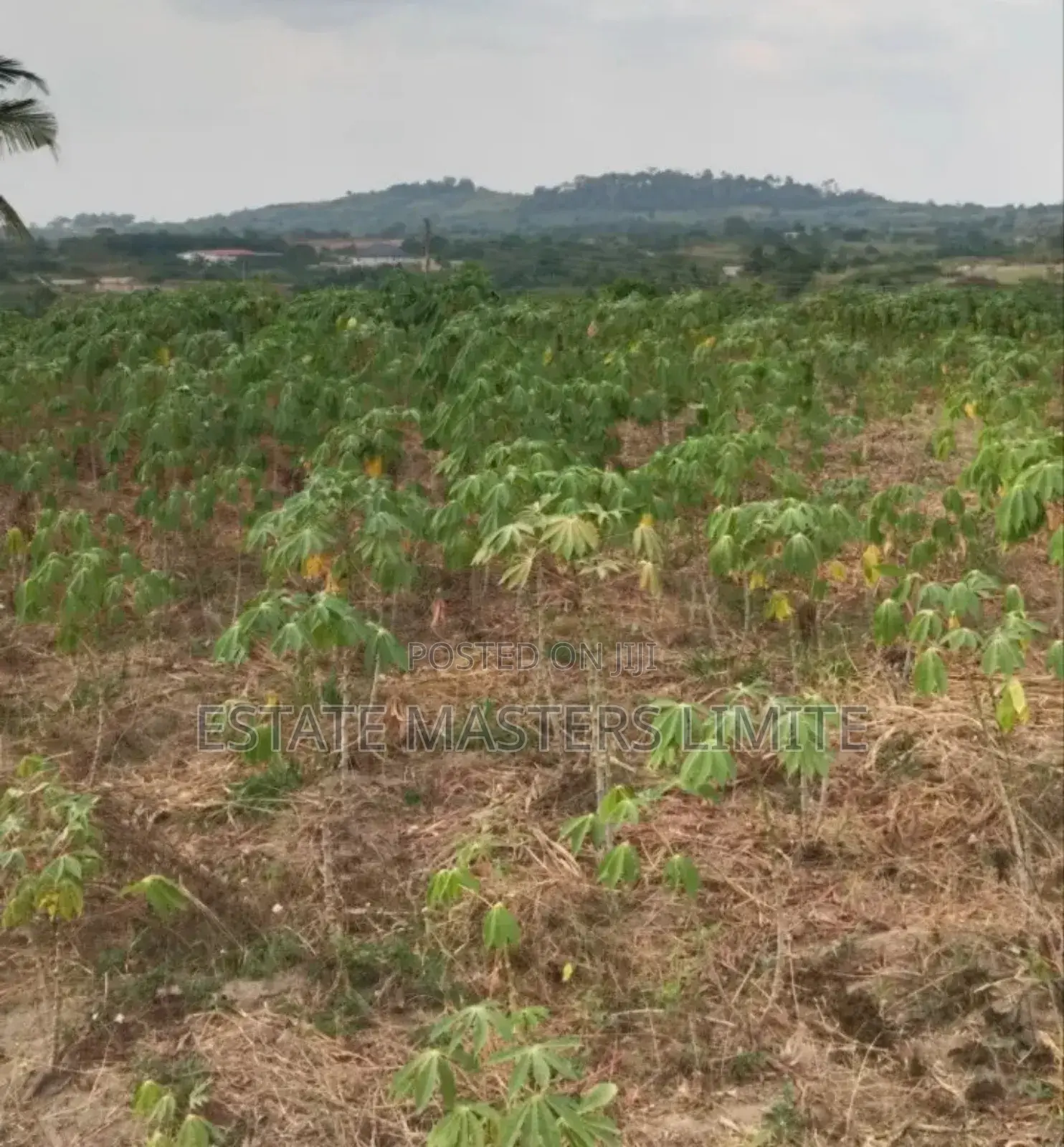 Sokoo! Lands Available for Sale at Dominase in Gomoa East