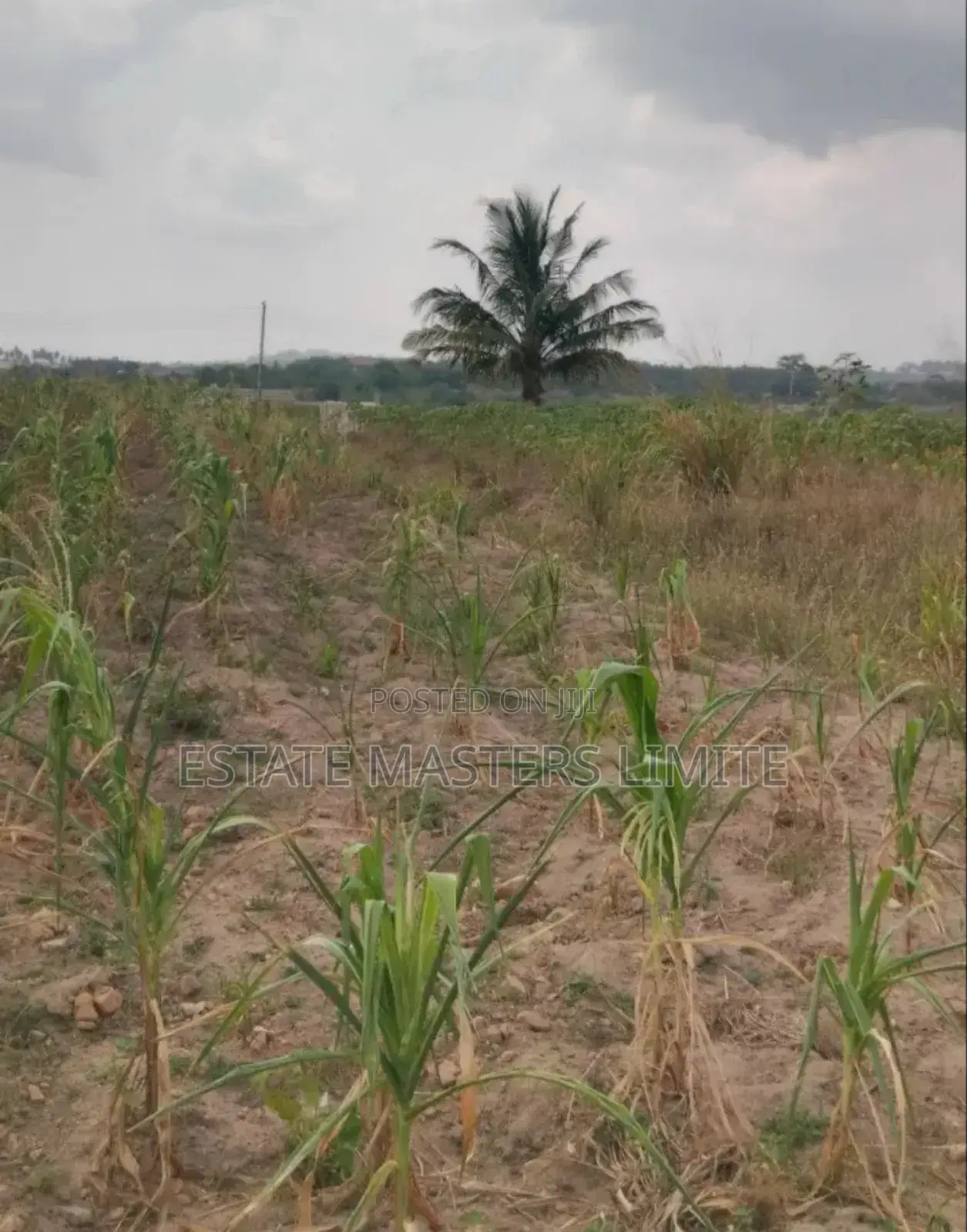 Sokoo! Lands Available for Sale at Dominase in Gomoa East