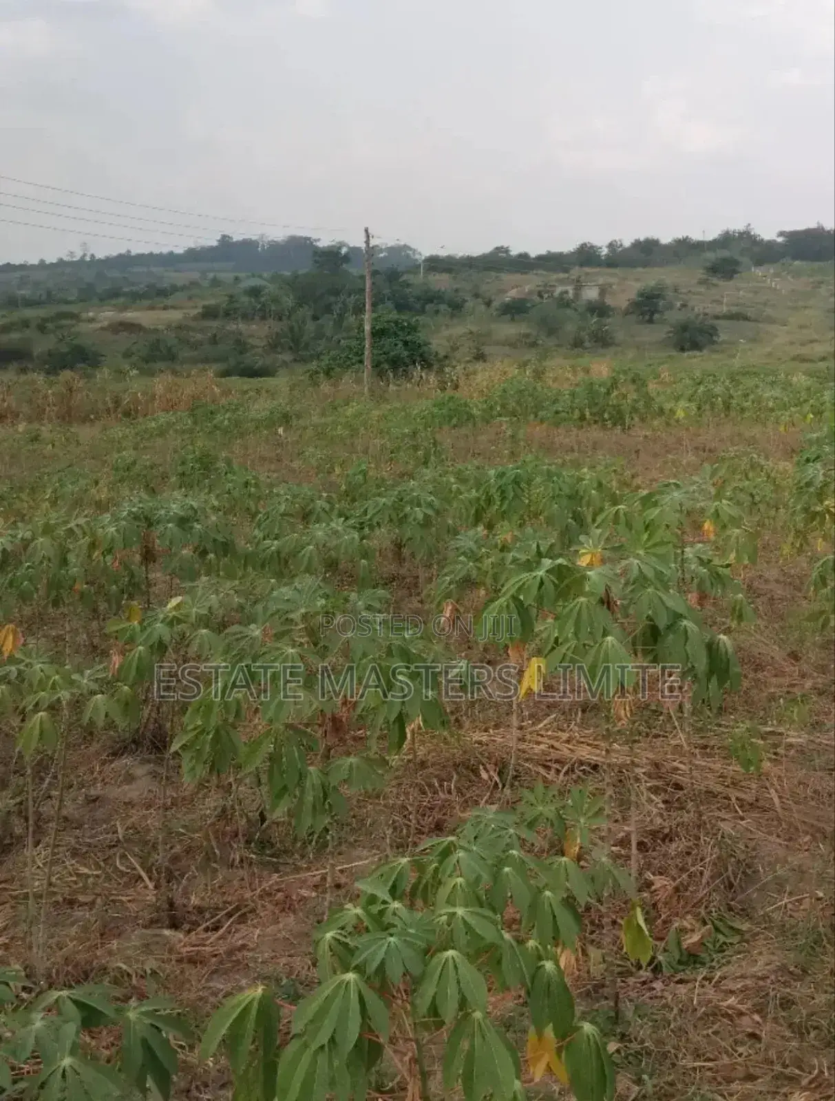 Donkomi Oo Acres if Lands for Sale at Gomoa Dominase in Gomoa East
