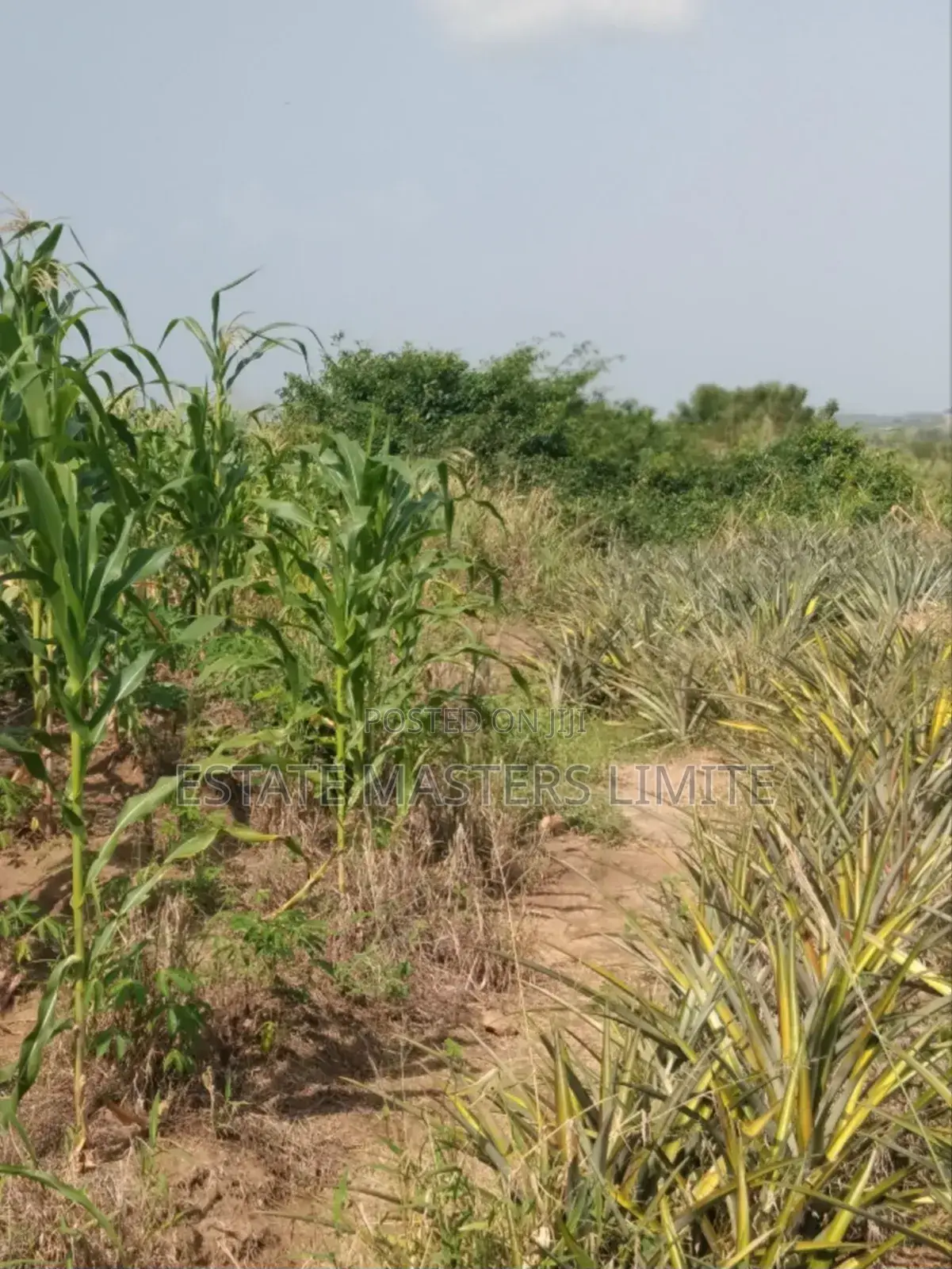 Get Long Time Property Associations Buy Your Land Now in Gomoa East