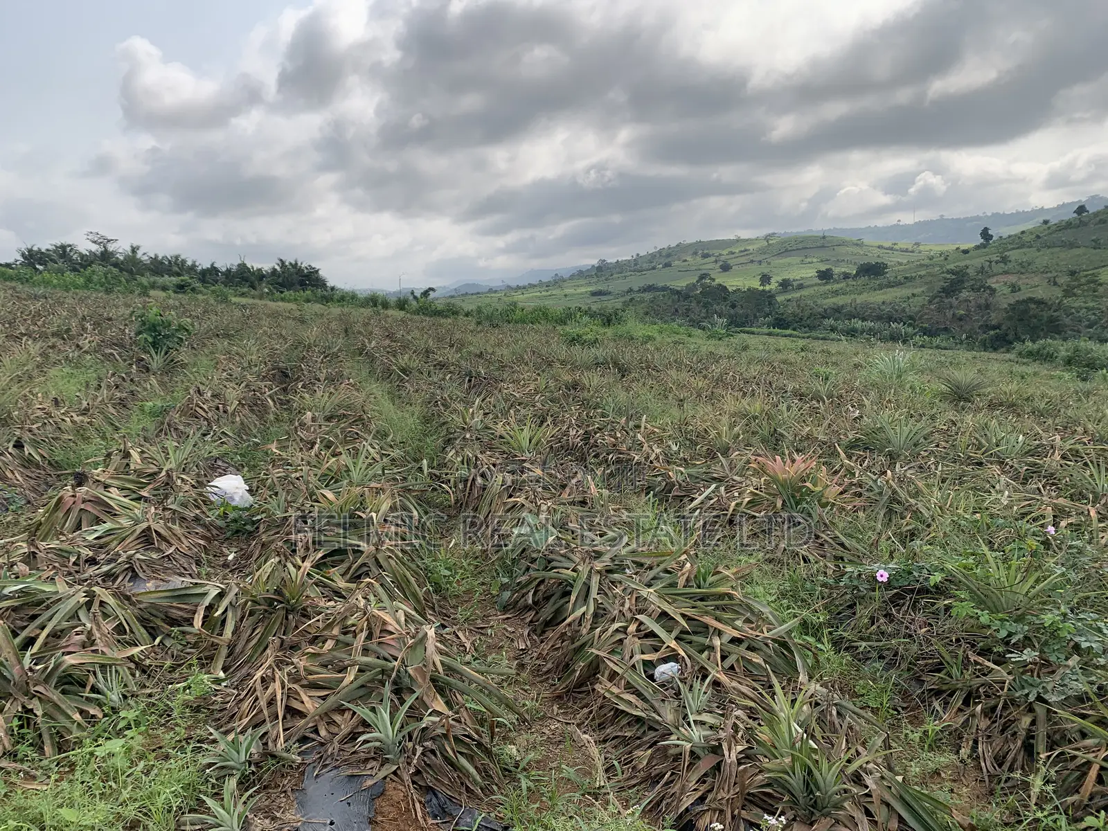 7 Acres of Land at Aburi Pokrom for Sale in Akuapim South
