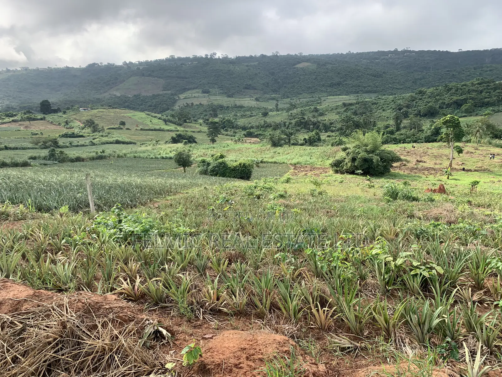 7 Acres of Land at Aburi Pokrom for Sale in Akuapim South