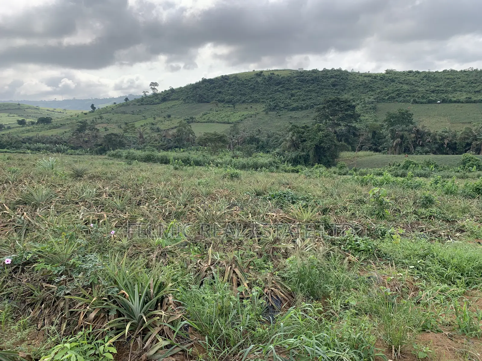 7 Acres of Land at Aburi Pokrom for Sale in Akuapim South
