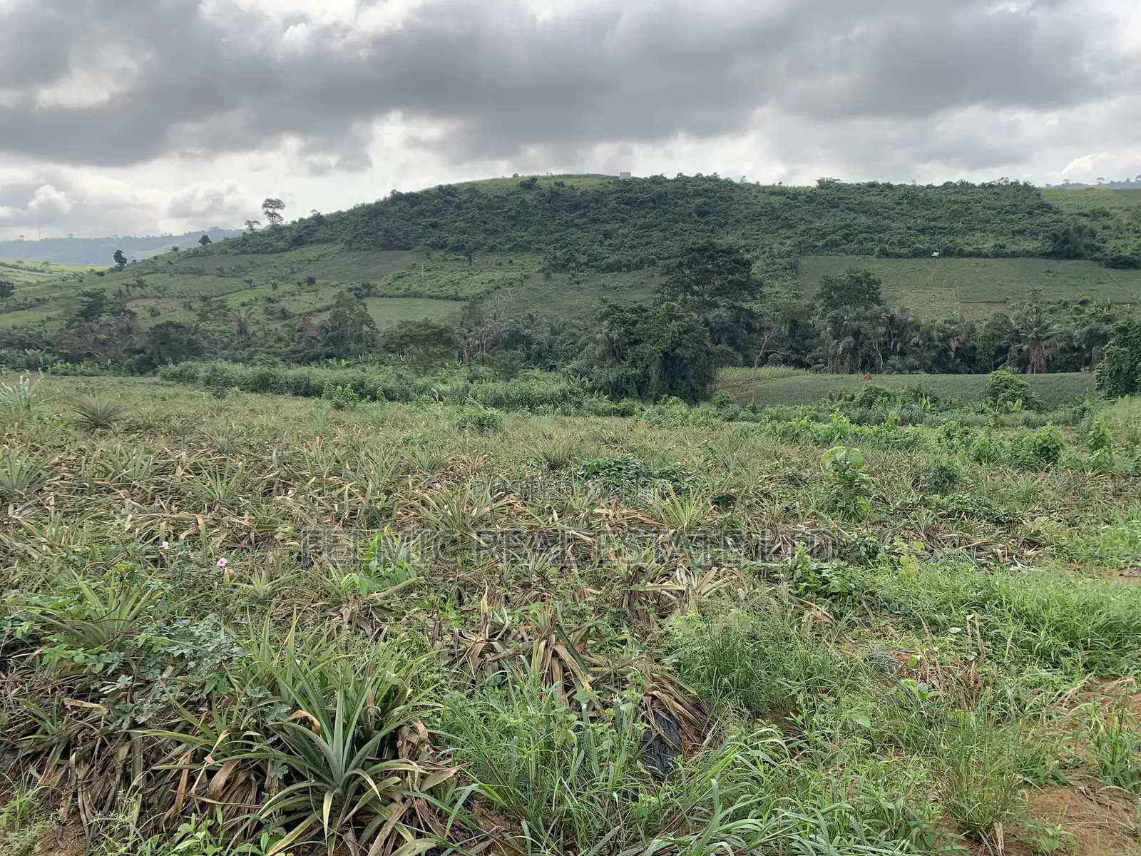 7 Acres of Land at Aburi Pokrom for Sale in Akuapim South