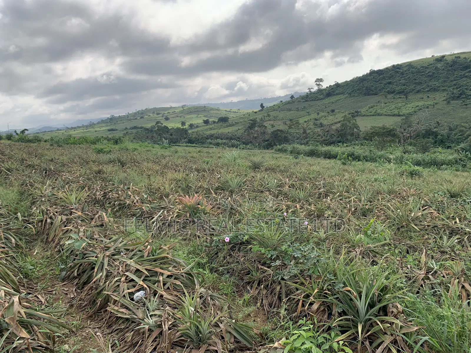 7 Acres of Land at Aburi Pokrom for Sale in Akuapim South