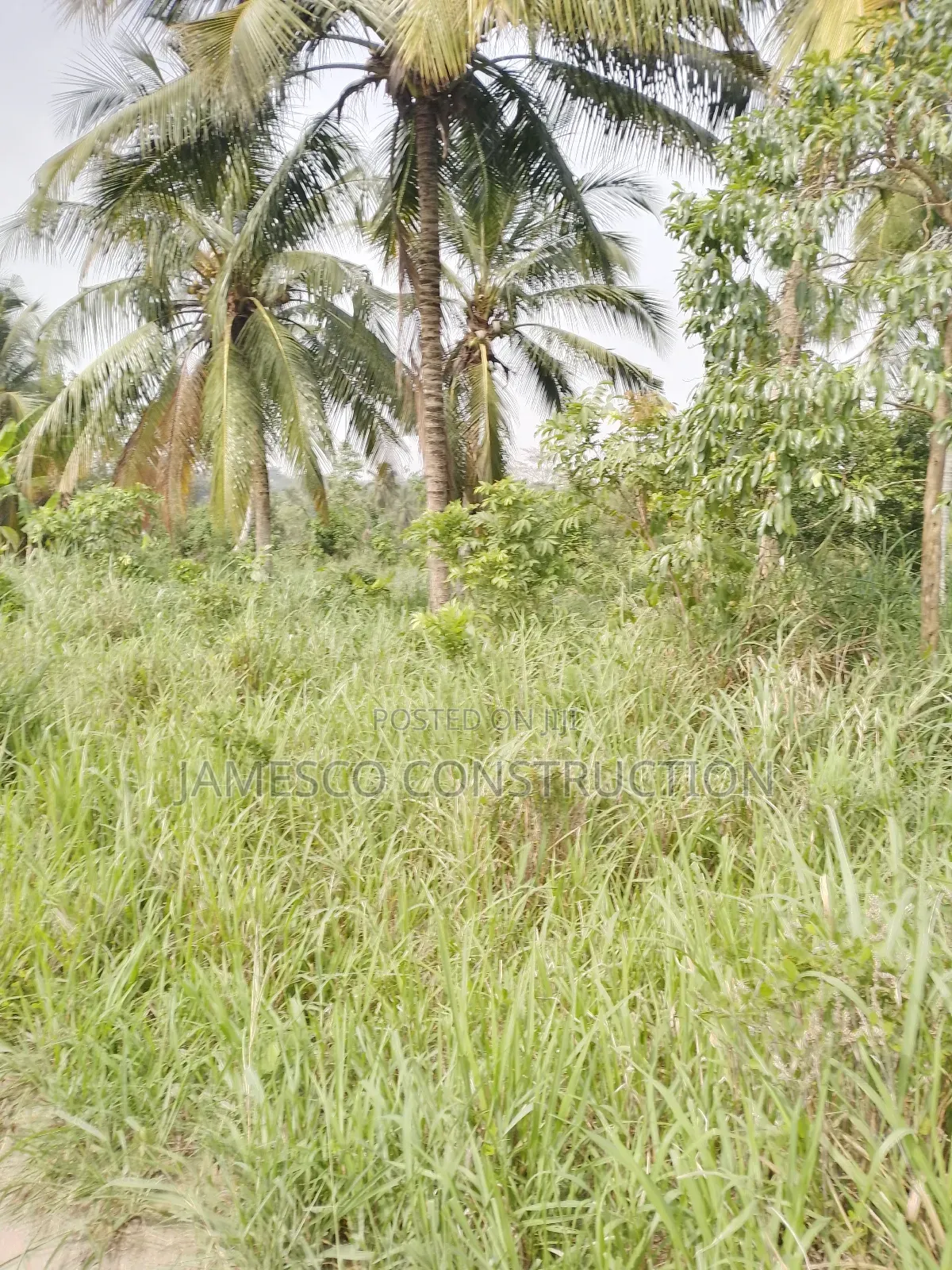 Registered 10,000 Of Farmland For Sale in Akuapim North