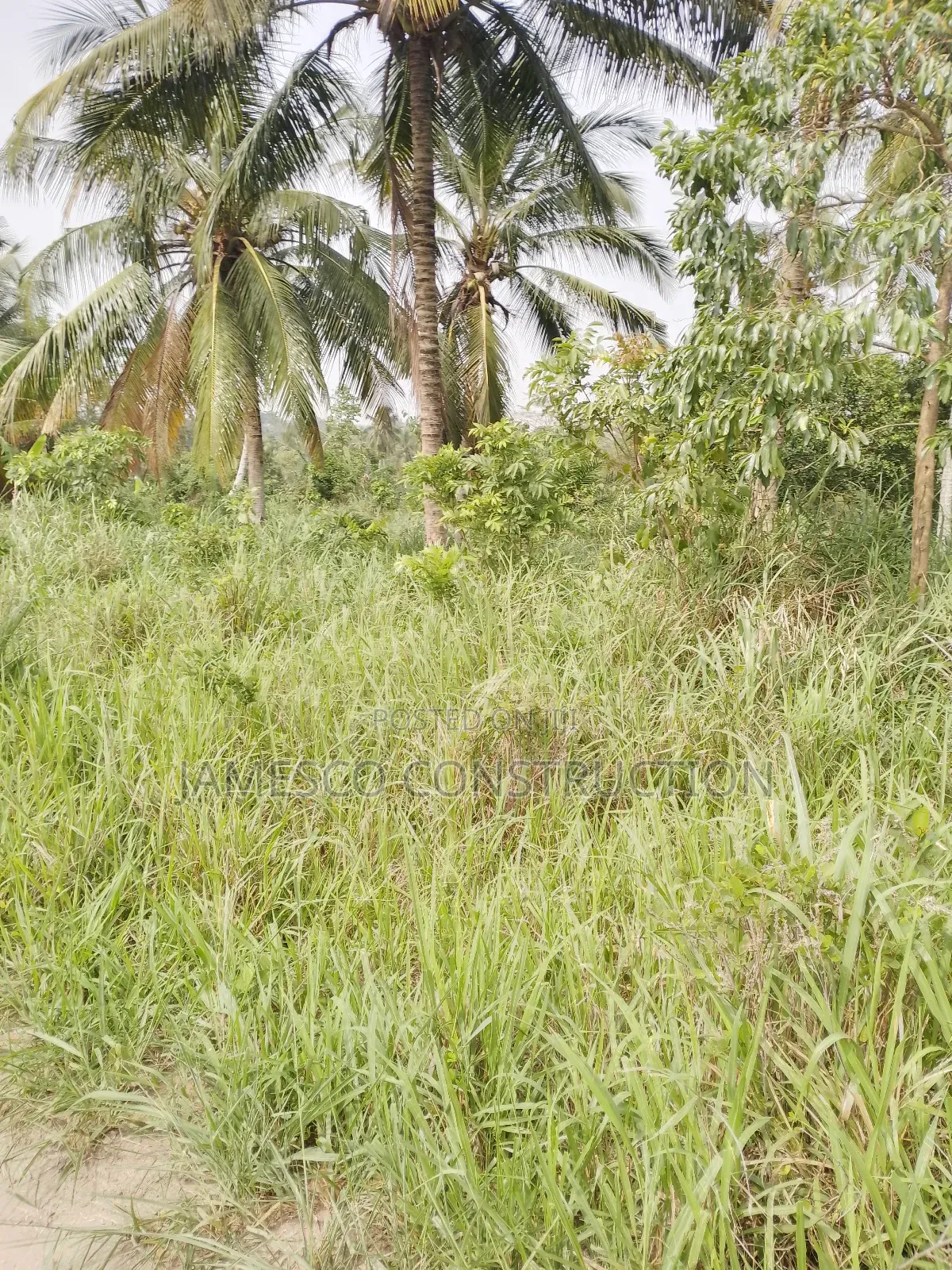 Registered 10,000 Of Farmland For Sale in Akuapim North