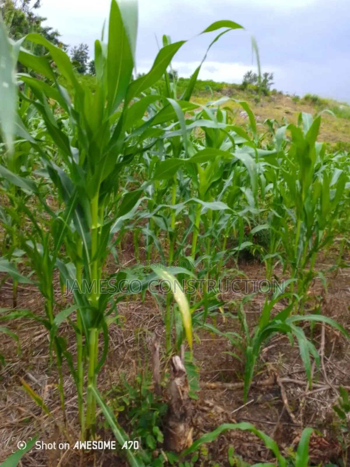 Registered 14,000 Acres of Farmland for Sale in Akuapim North