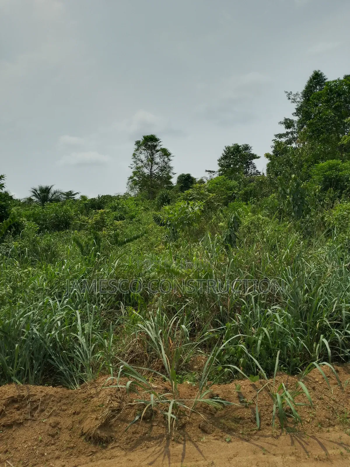 Registered 14,000 Acres of Farmland for Sale in Akuapim North