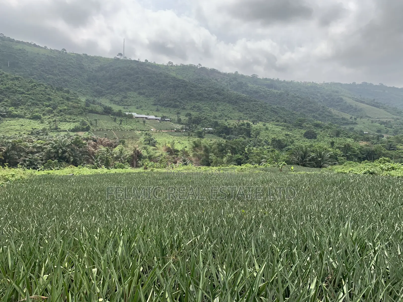 21 Acres of Land at Aburi Nkumkrom for Sale in Akuapim South