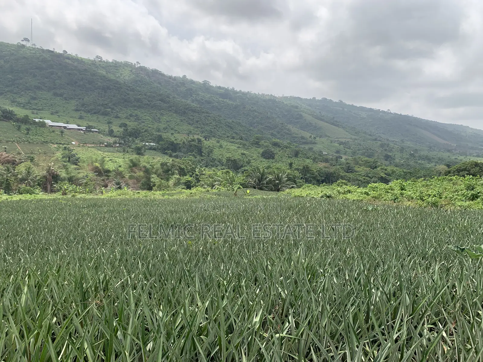 21 Acres of Land at Aburi Nkumkrom for Sale in Akuapim South