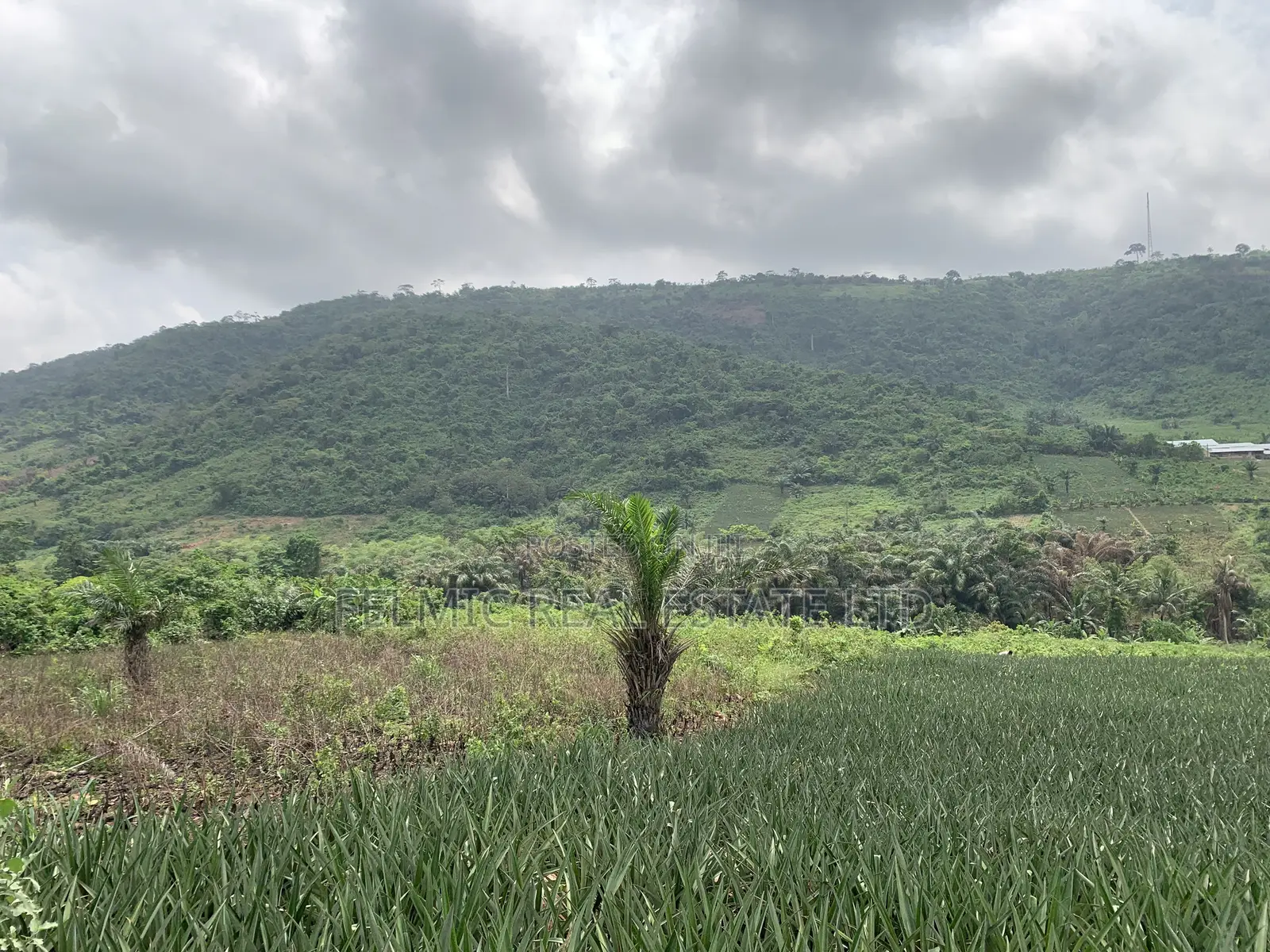 21 Acres of Land at Aburi Nkumkrom for Sale in Akuapim South