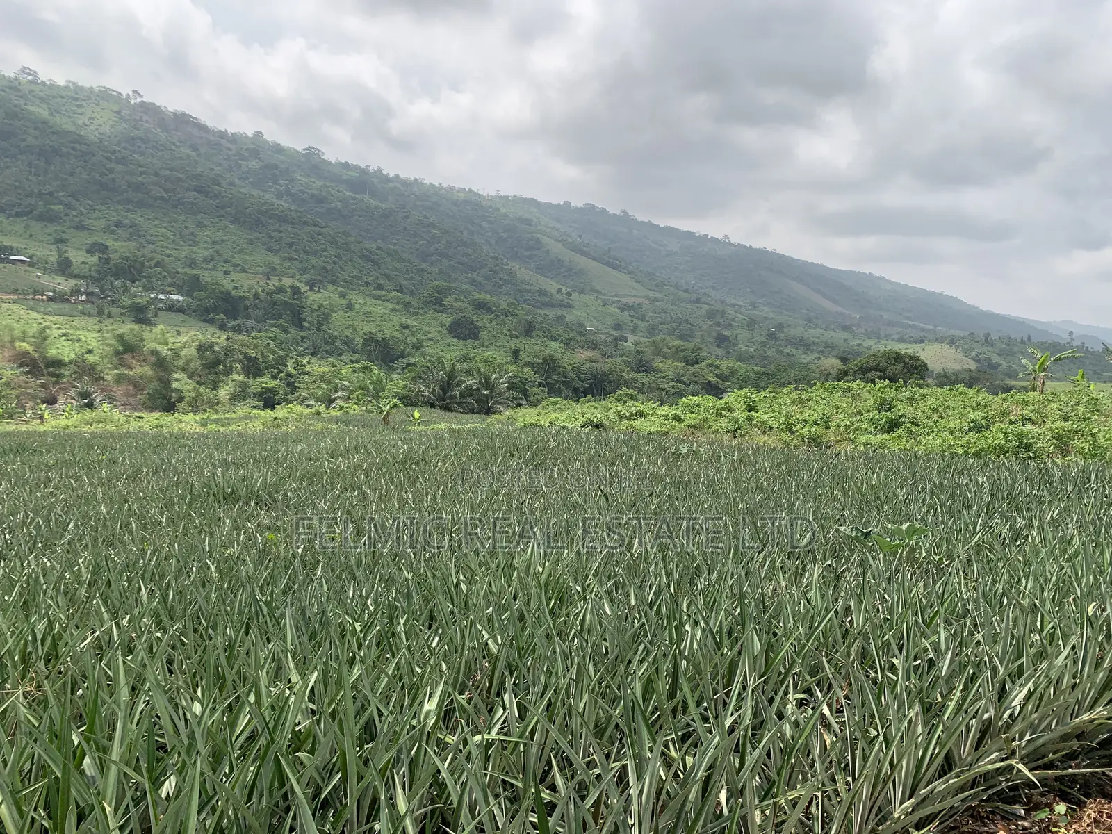 21 Acres of Land at Aburi Nkumkrom for Sale in Akuapim South