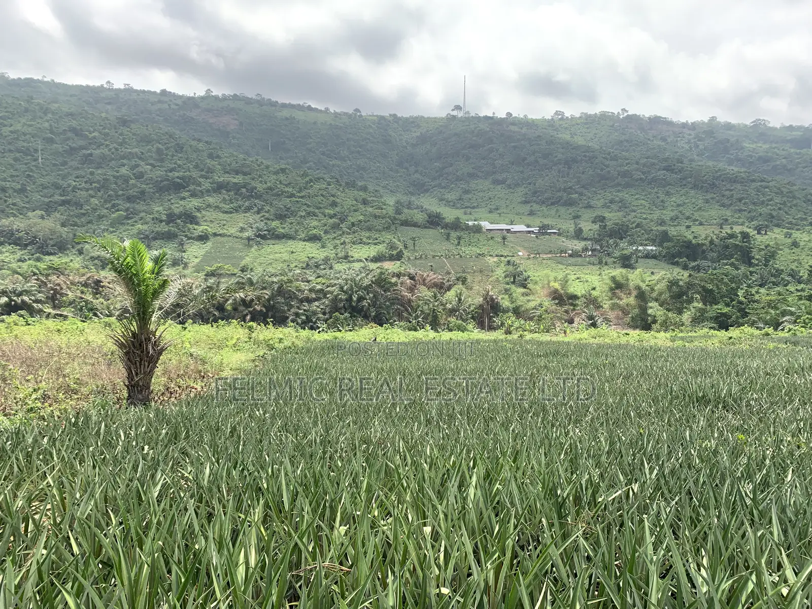 21 Acres of Land at Aburi Nkumkrom for Sale in Akuapim South