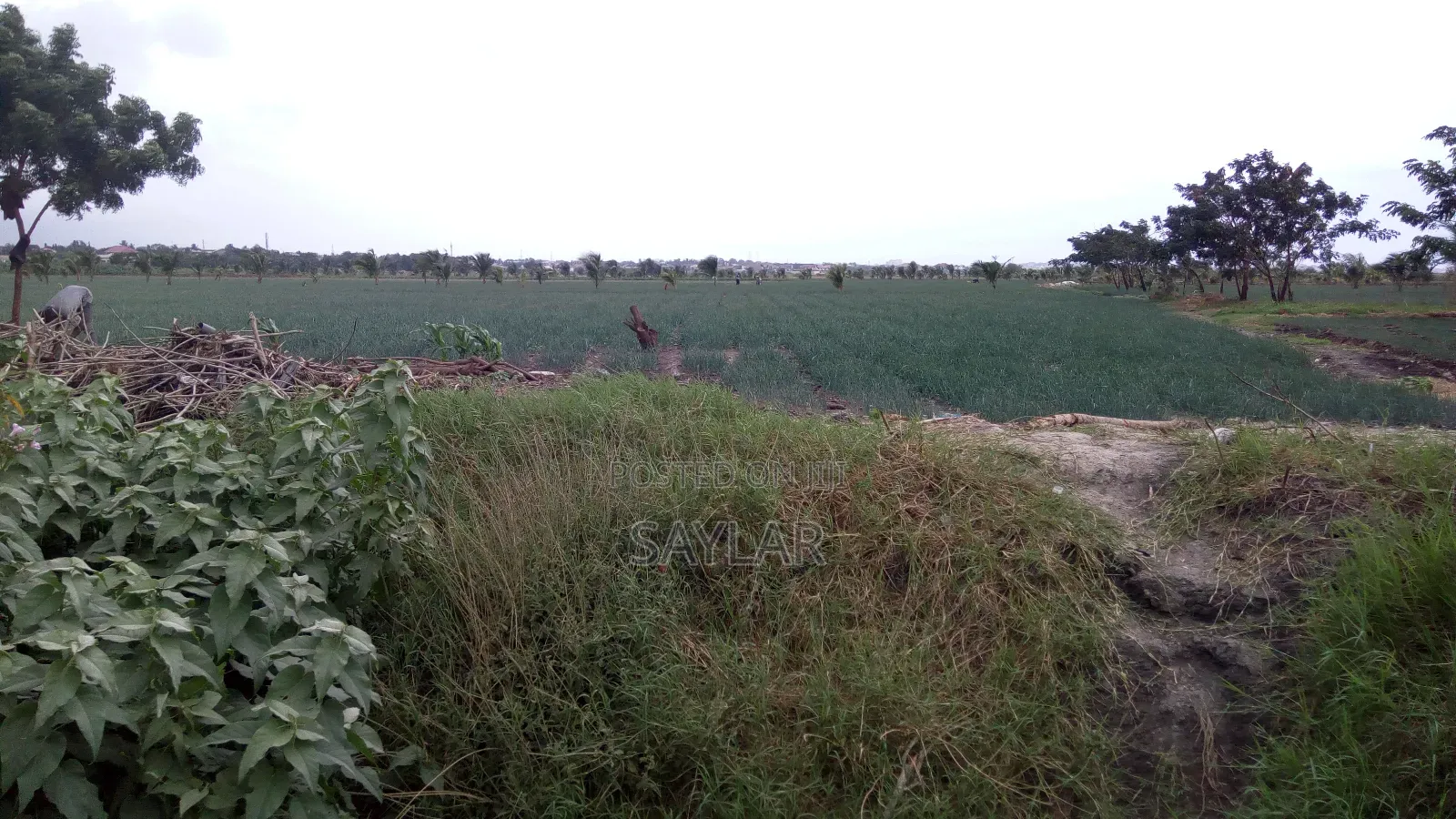 Farm Lands For Long Lease And Sale in Tema Metropolitan