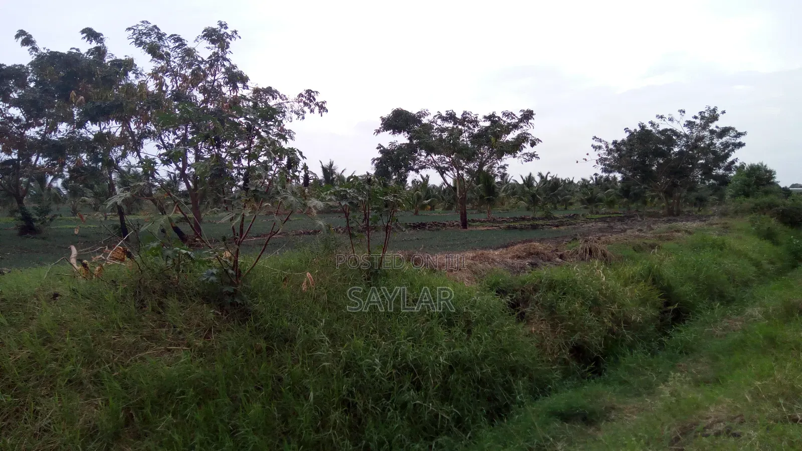 Farm Lands For Long Lease And Sale in Tema Metropolitan