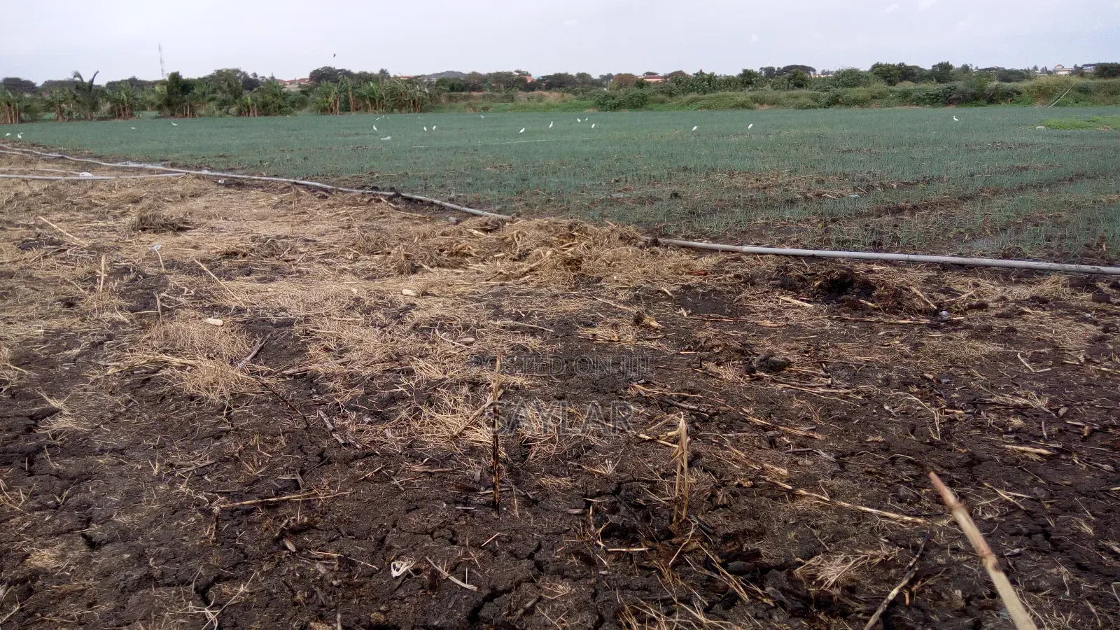 Farm Lands For Long Lease And Sale in Tema Metropolitan