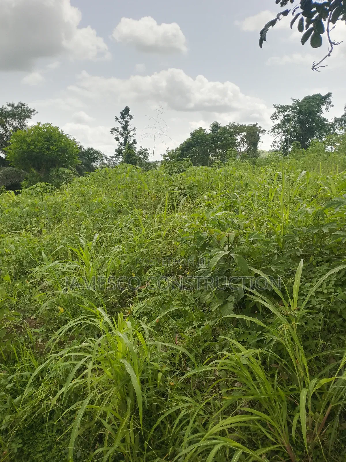 Farmlands for Sale in Ayensuano