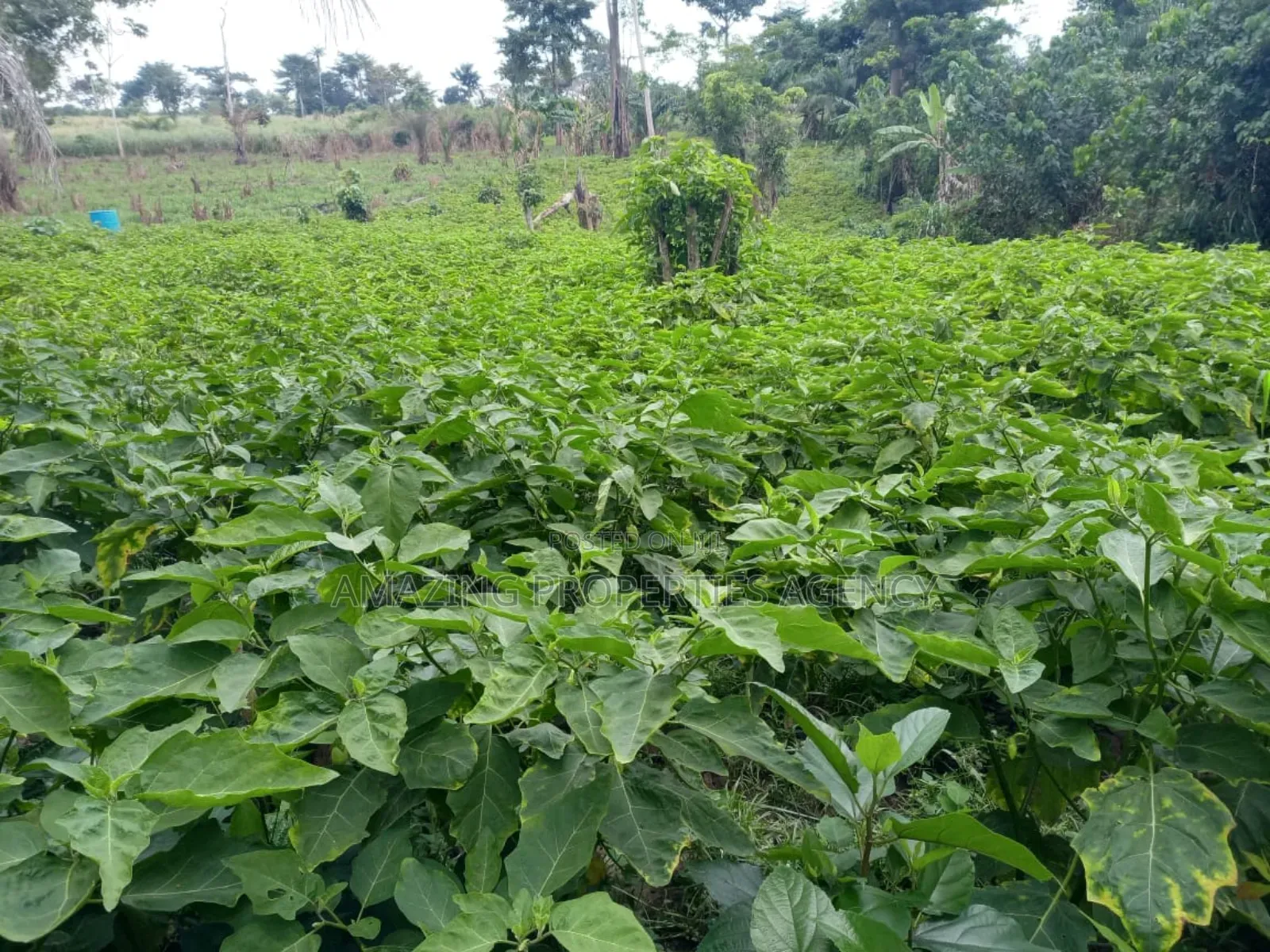50 Acres Prampram Main Road Leading to Kpone Town in Tema Metropolitan