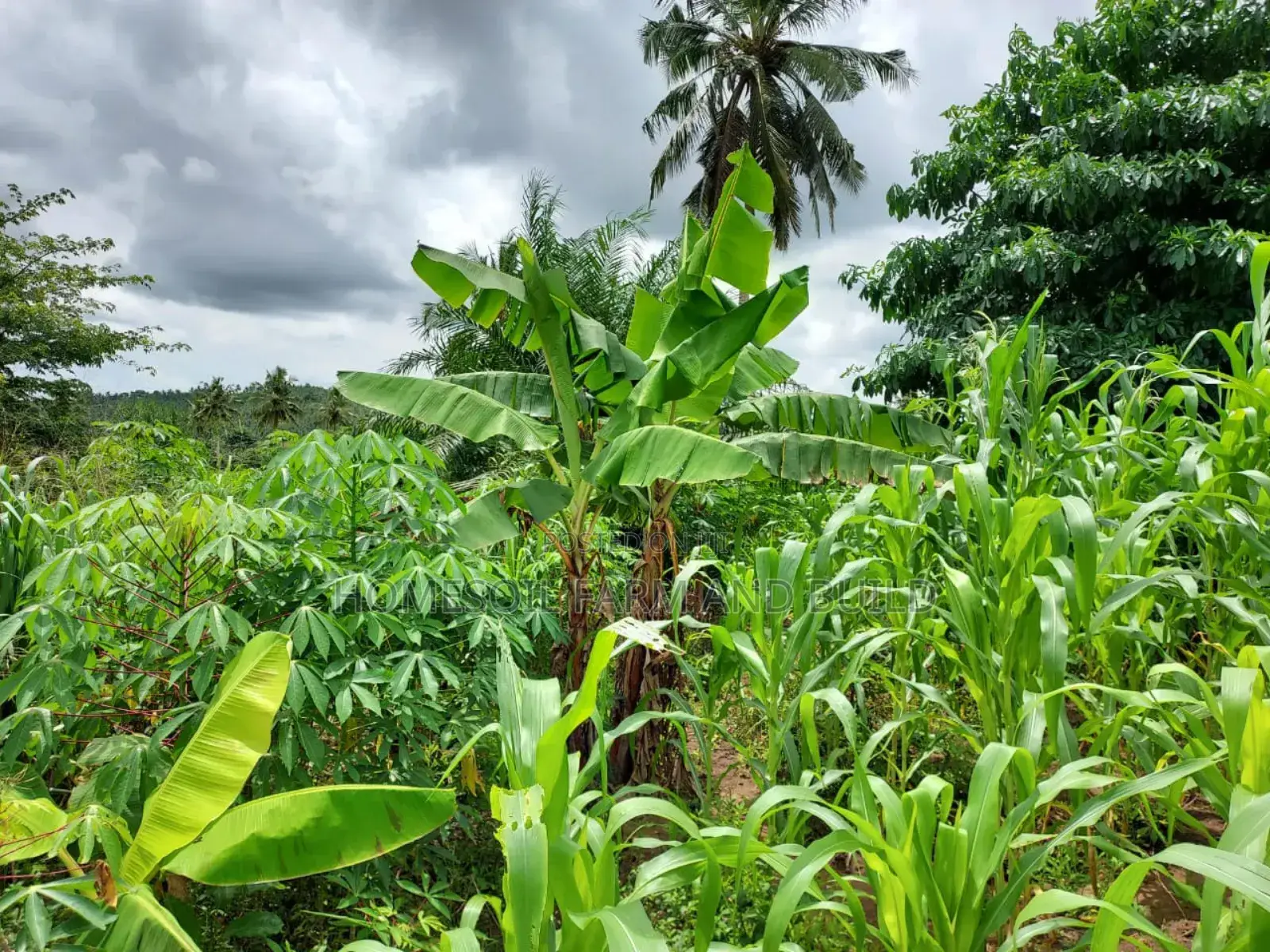 2 Plots of Litigation-Free, Strategically Located Land in Awutu Senya West