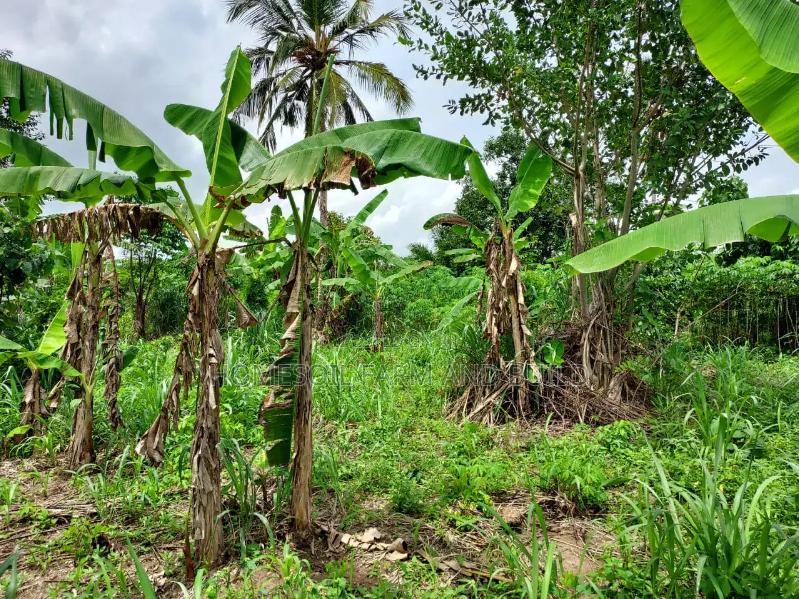 2 Plots of Litigation-Free, Strategically Located Land in Awutu Senya West