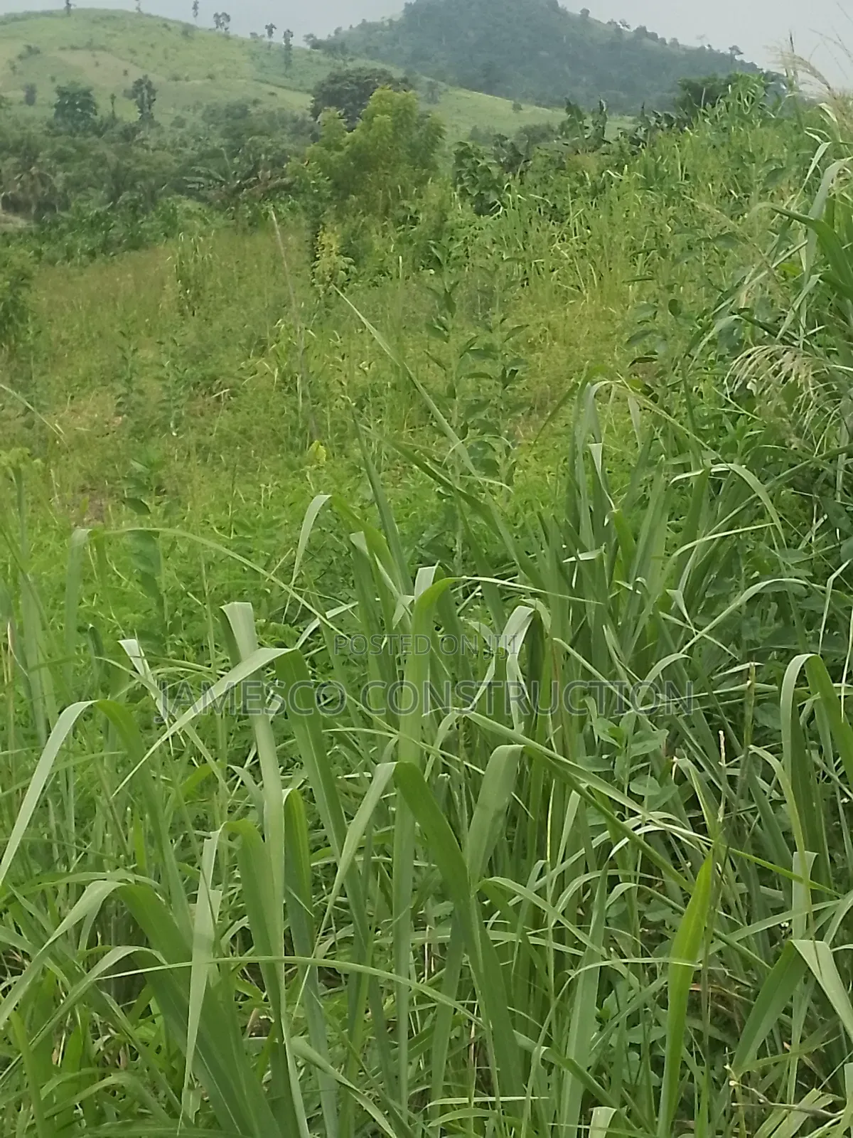 Main Road  Side Farmlands for Sale in Ayensuano