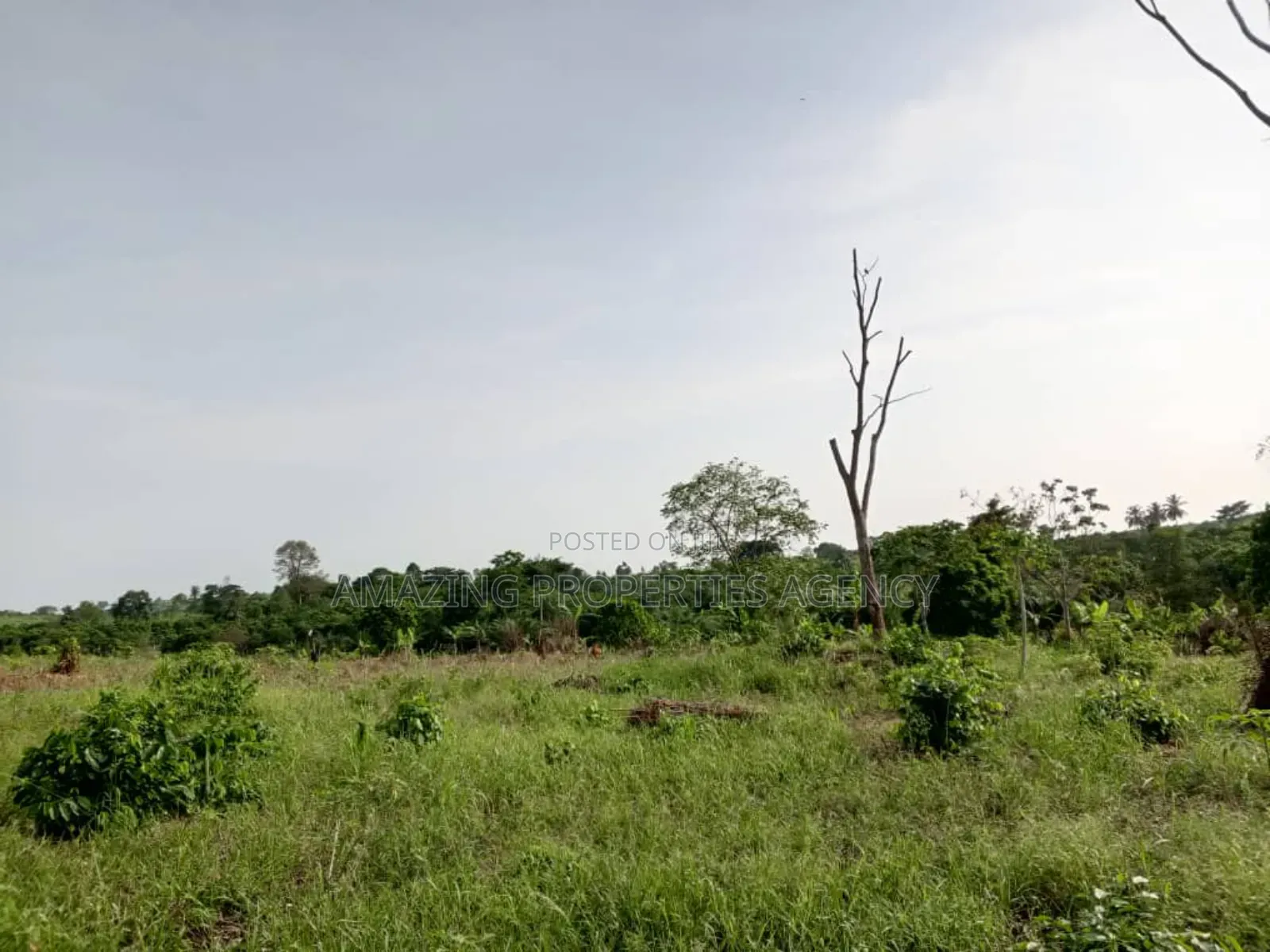 10'000 Acres of Land for Sale at Adeiso in West Akim Municipal