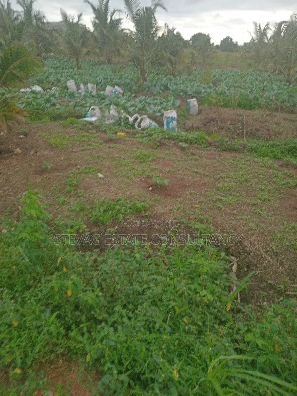 Alpha Properties Estate Land for Sale at Kasoa Akraman in Gomoa East