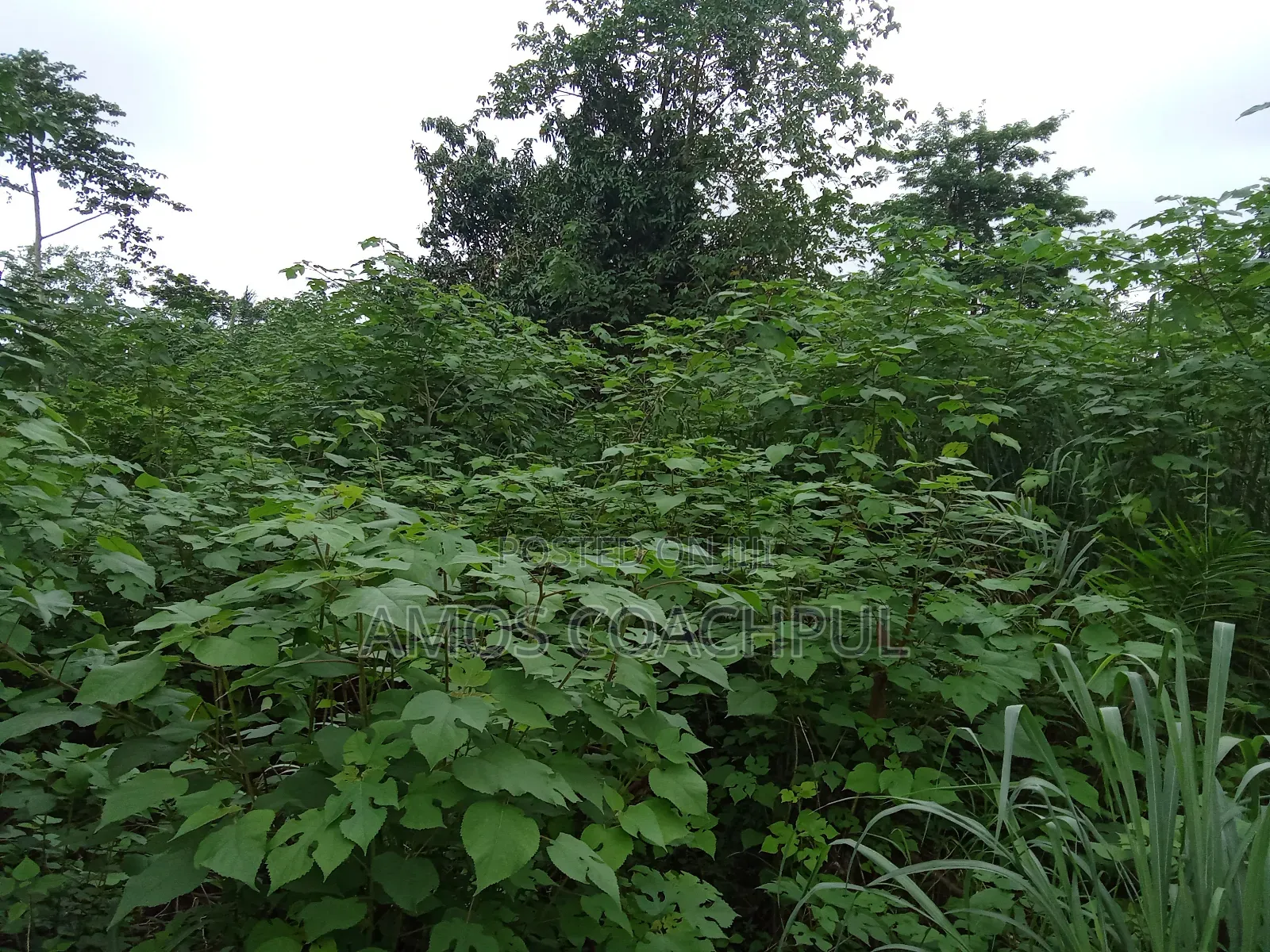 60 Acres of Farm Lands/ Chiraa Ayeiyum in Sunyani Municipal
