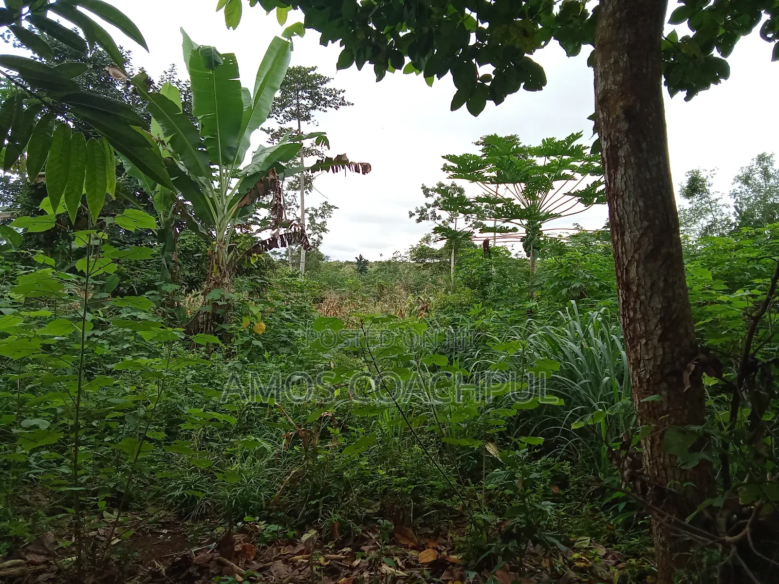 60 Acres of Farm Lands/ Chiraa Ayeiyum in Sunyani Municipal