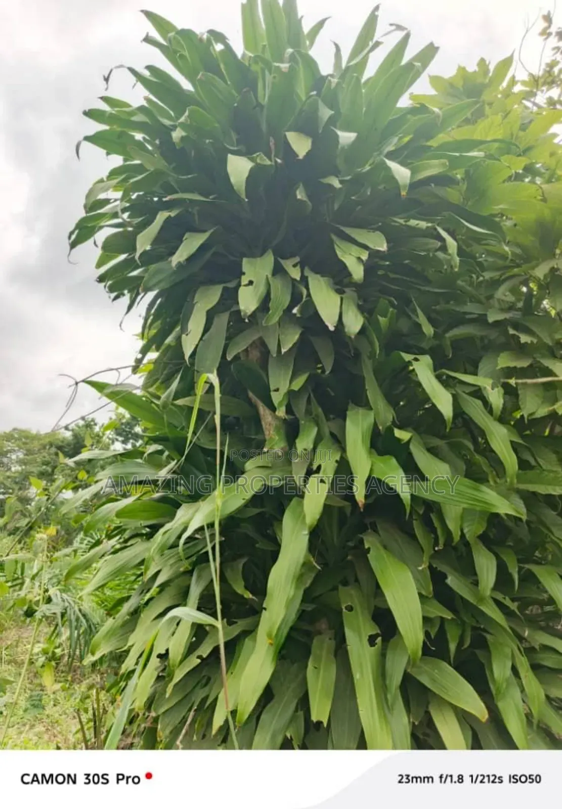 5000 Acres of Land at Akuse in Lower Manya Krobo