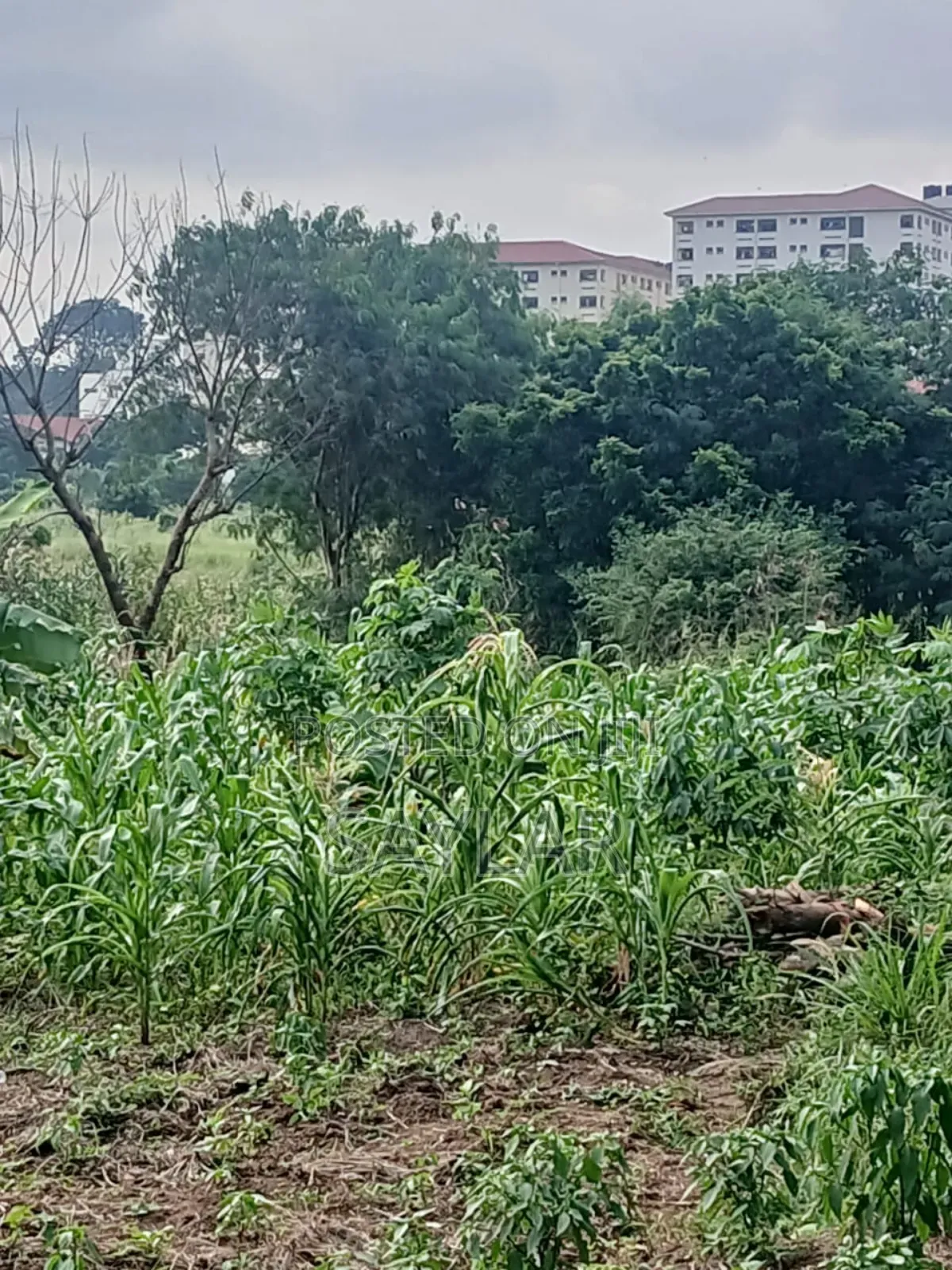 2 Plots for Sale Comm3 Behind Bni TDC Verified Documents in Tema Metropolitan
