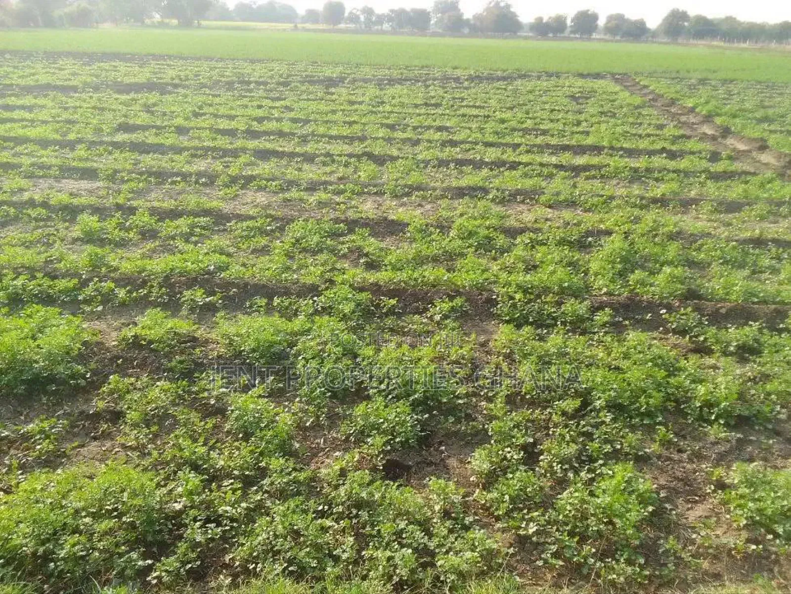 30 ,000 Acres of Vast Commercial Lands for Sale at Juapong in North Tongu