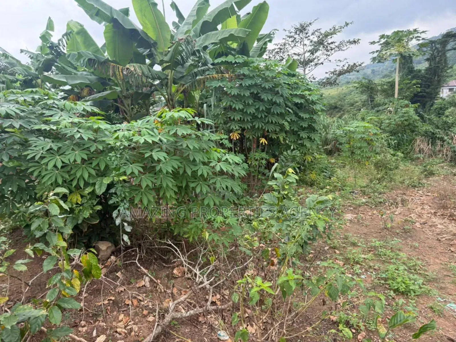 2000 Acres of Land at Ayikuma Dodowa in Dodowa