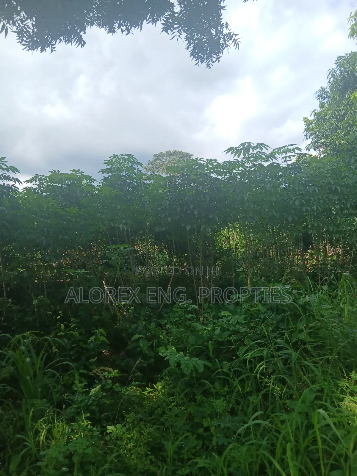 Land for Sale at Dodowa Ayikuma in Dodowa