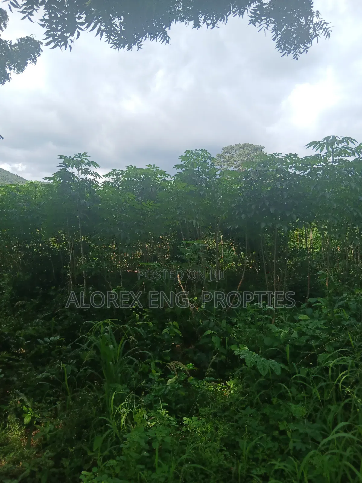 Land for Sale at Dodowa Ayikuma in Dodowa