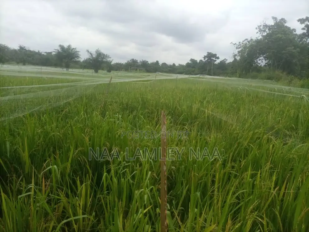 Commercial Farm and a Two Bedroom Farm for Sale at Kumasi. in Sekyere East